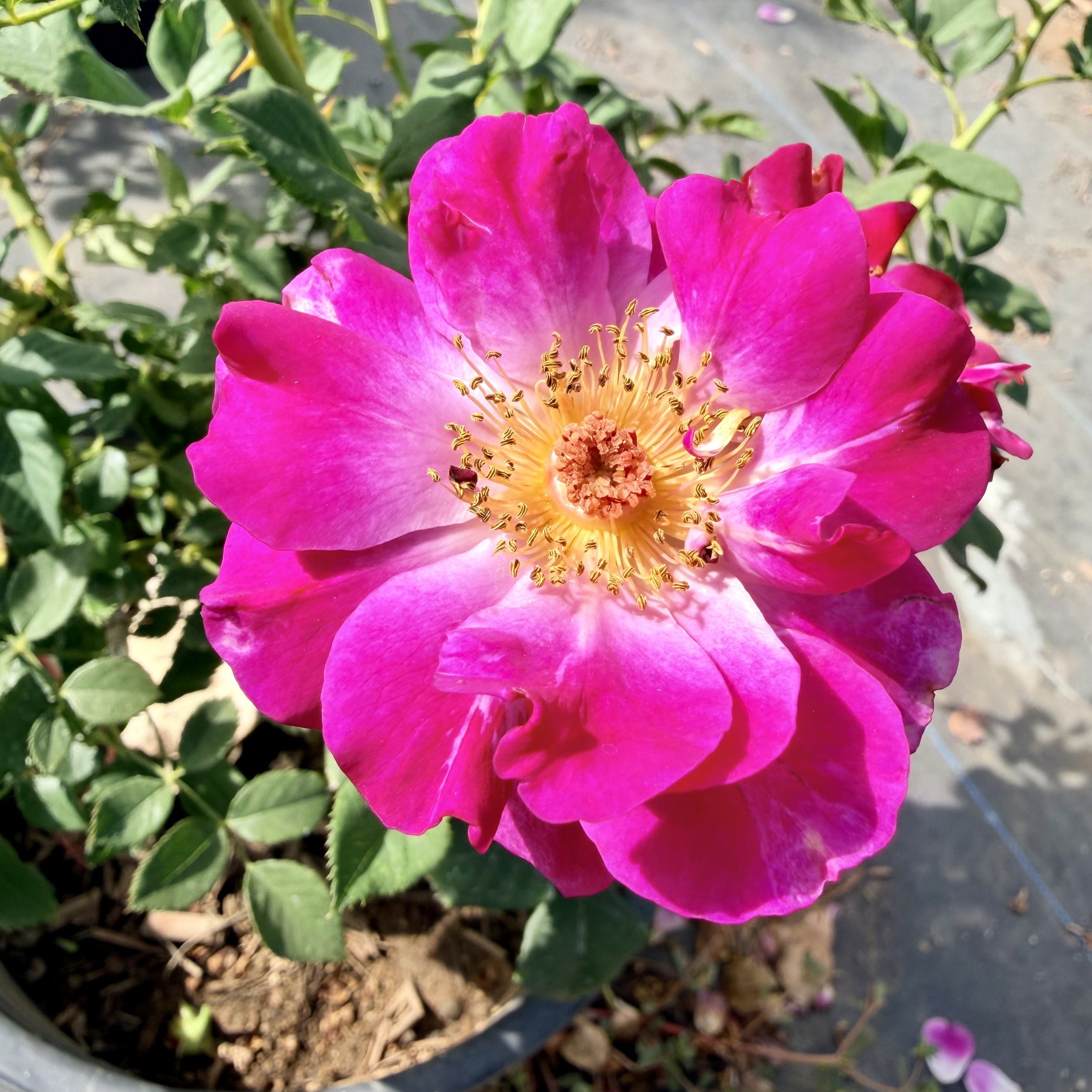 Close-up of a pink flower with multiple petals, yellow stamens, and green leaves in the background.