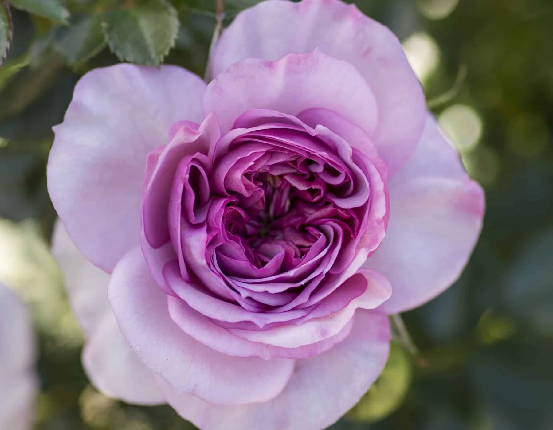 Veranda® Lavender™