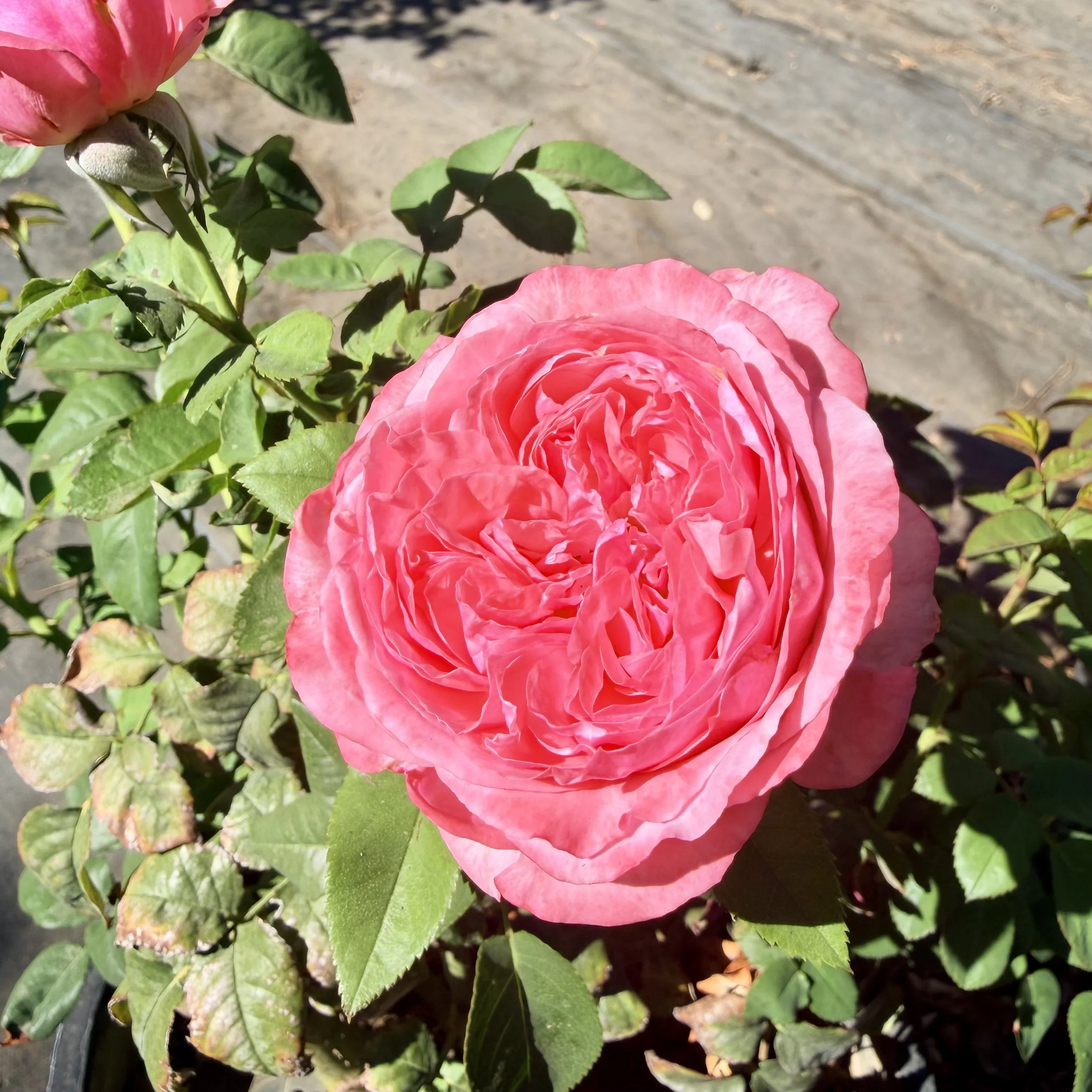 IMG_8133.jpeg