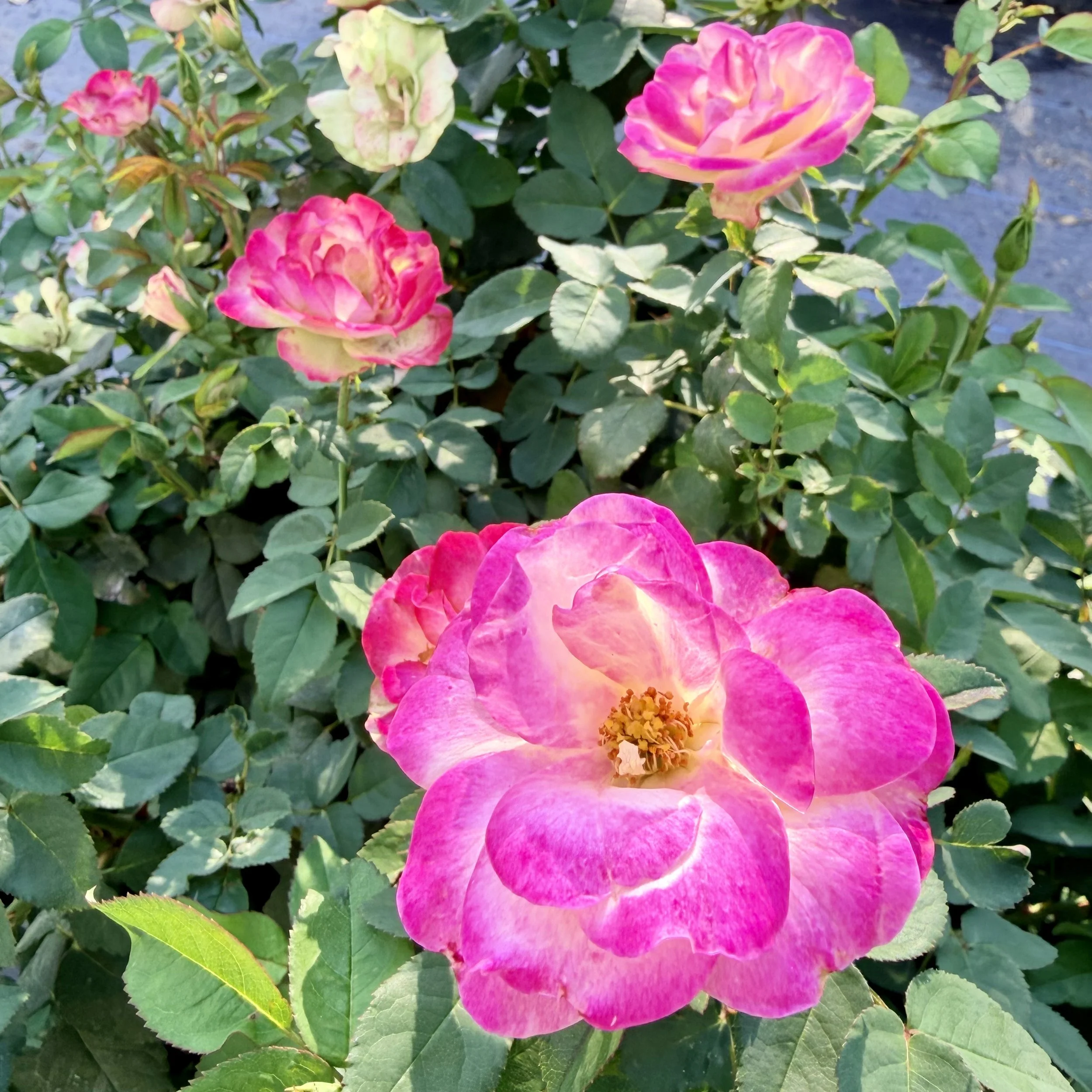 IMG_8304.jpeg