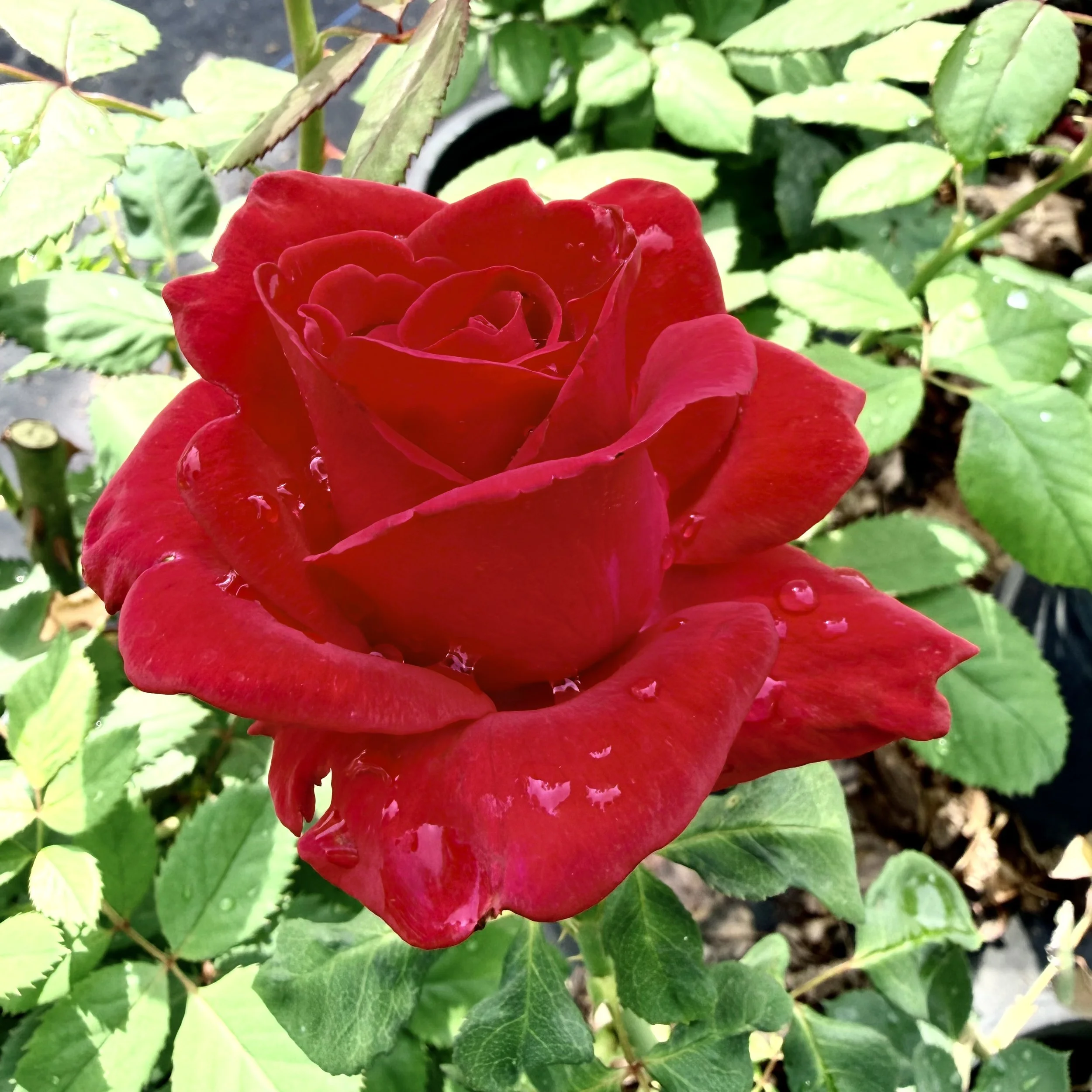 A close-up of a red rose flower surrounded by green leaves with some water droplets on the petals.