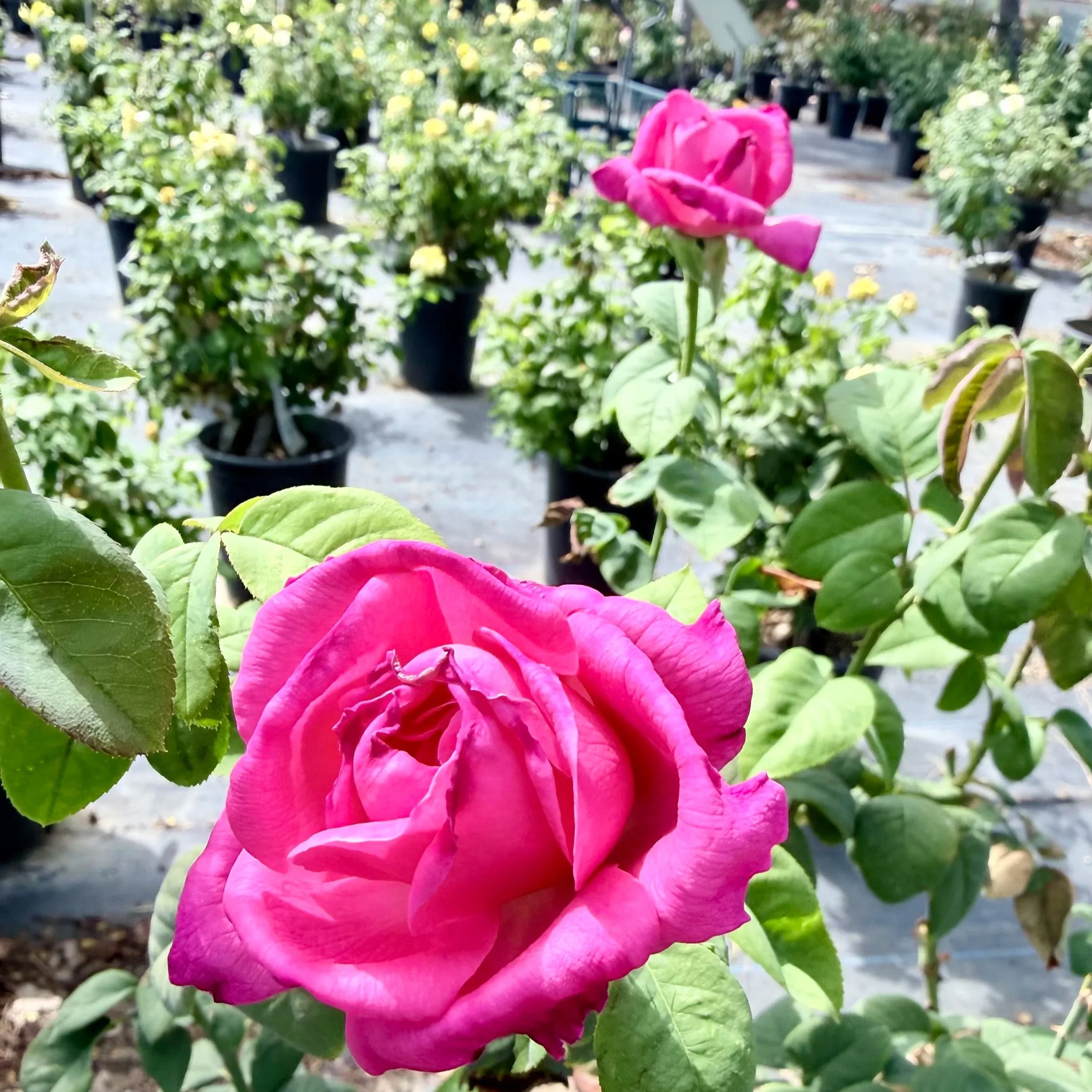 Close-up of a pink flower, likely a camellia, in a plant nursery with potted plants in the background.
