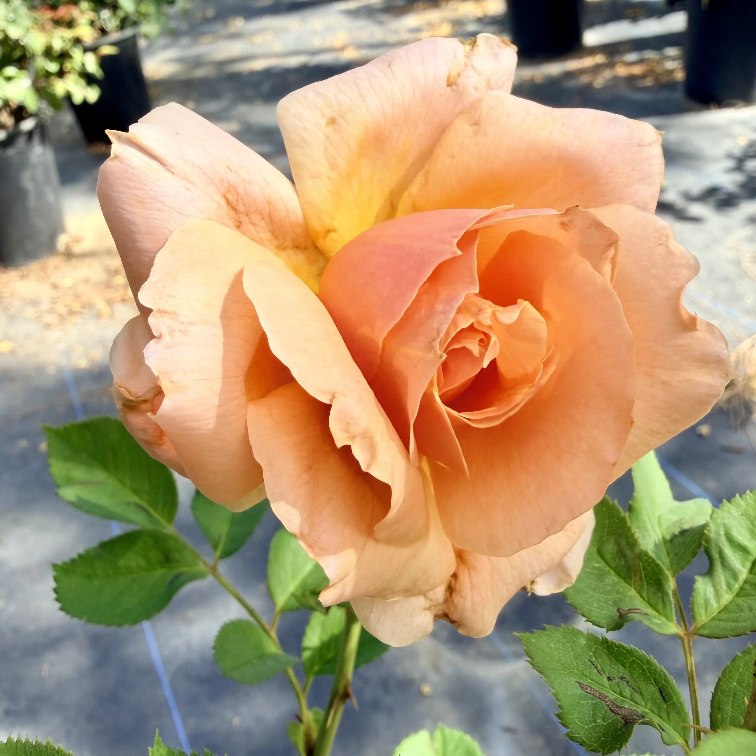 IMG_8550.jpeg