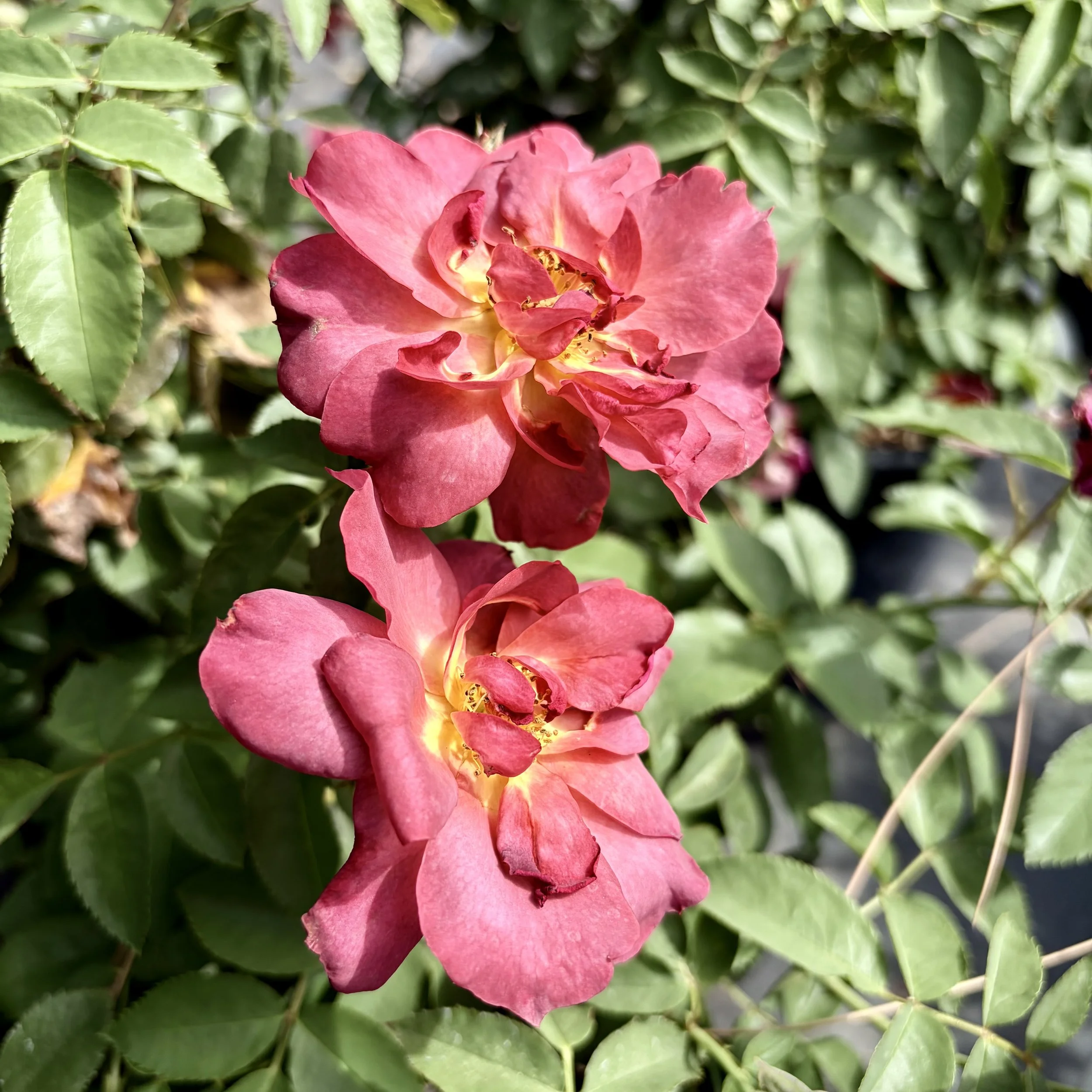 IMG_8201.jpeg
