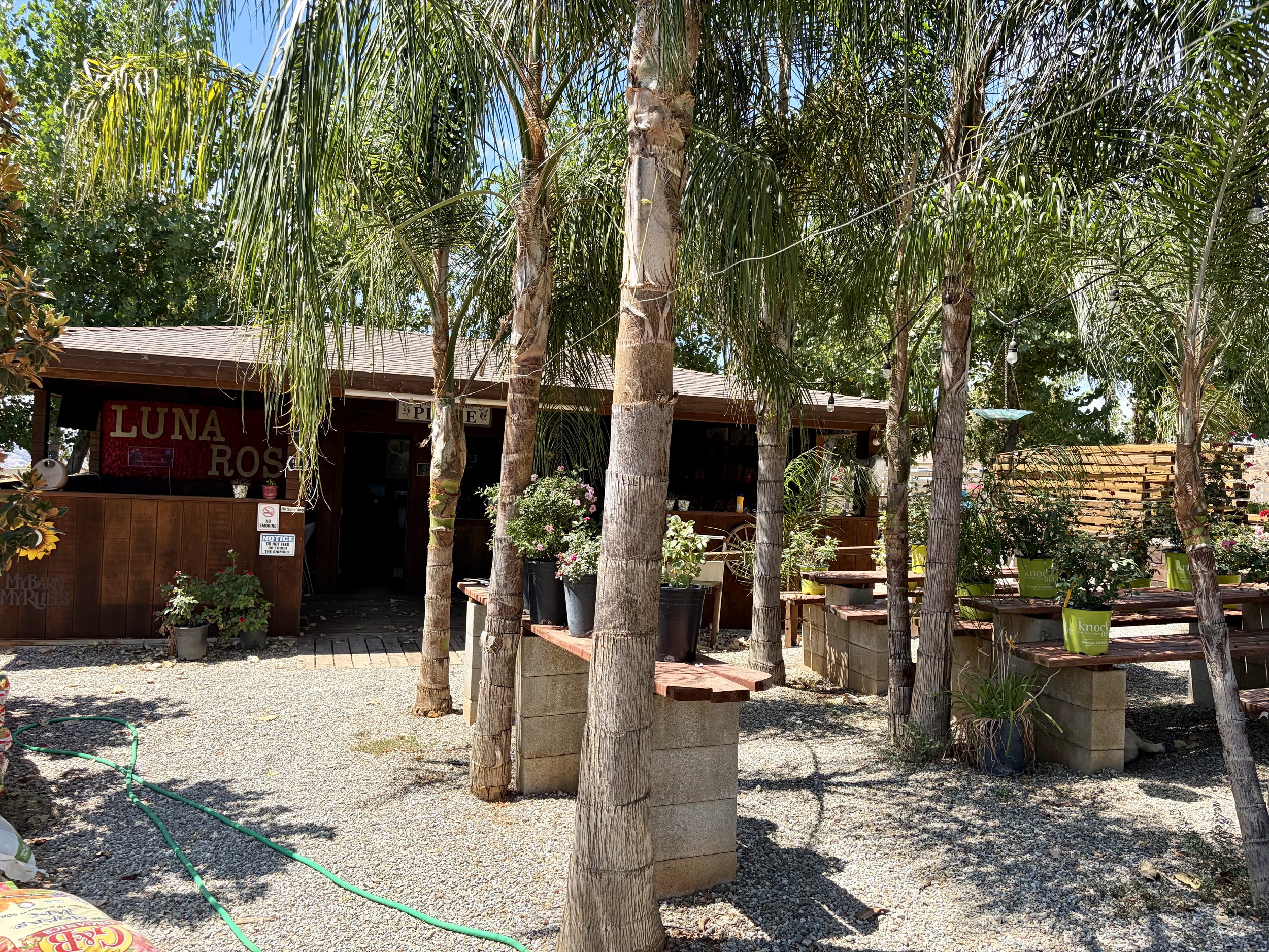 A garden scene with several tall palm trees, a small wooden building with a sign that says "LUNA ROSA," potted plants, benches, some plants in green containers, and string lights hanging from the trees.