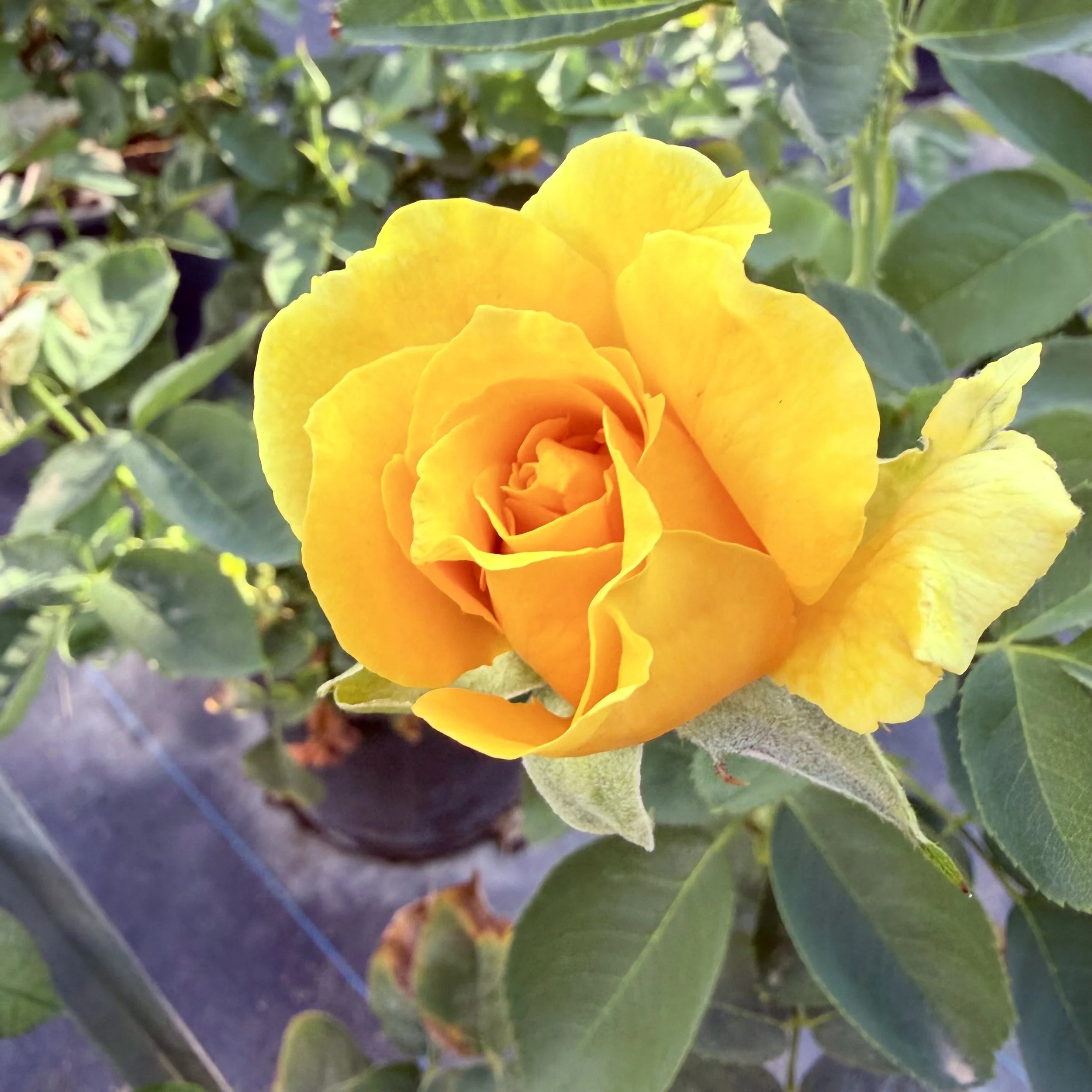 IMG_8314.jpeg