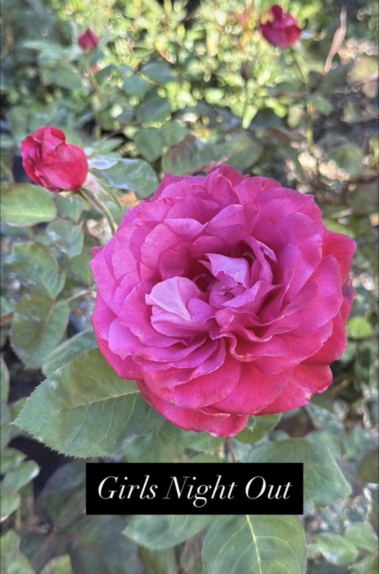 A vibrant pink camellia flower in bloom surrounded by green leaves, with a blurred background of more foliage and flowers. Overlaid text reads 'Girls Night Out'.