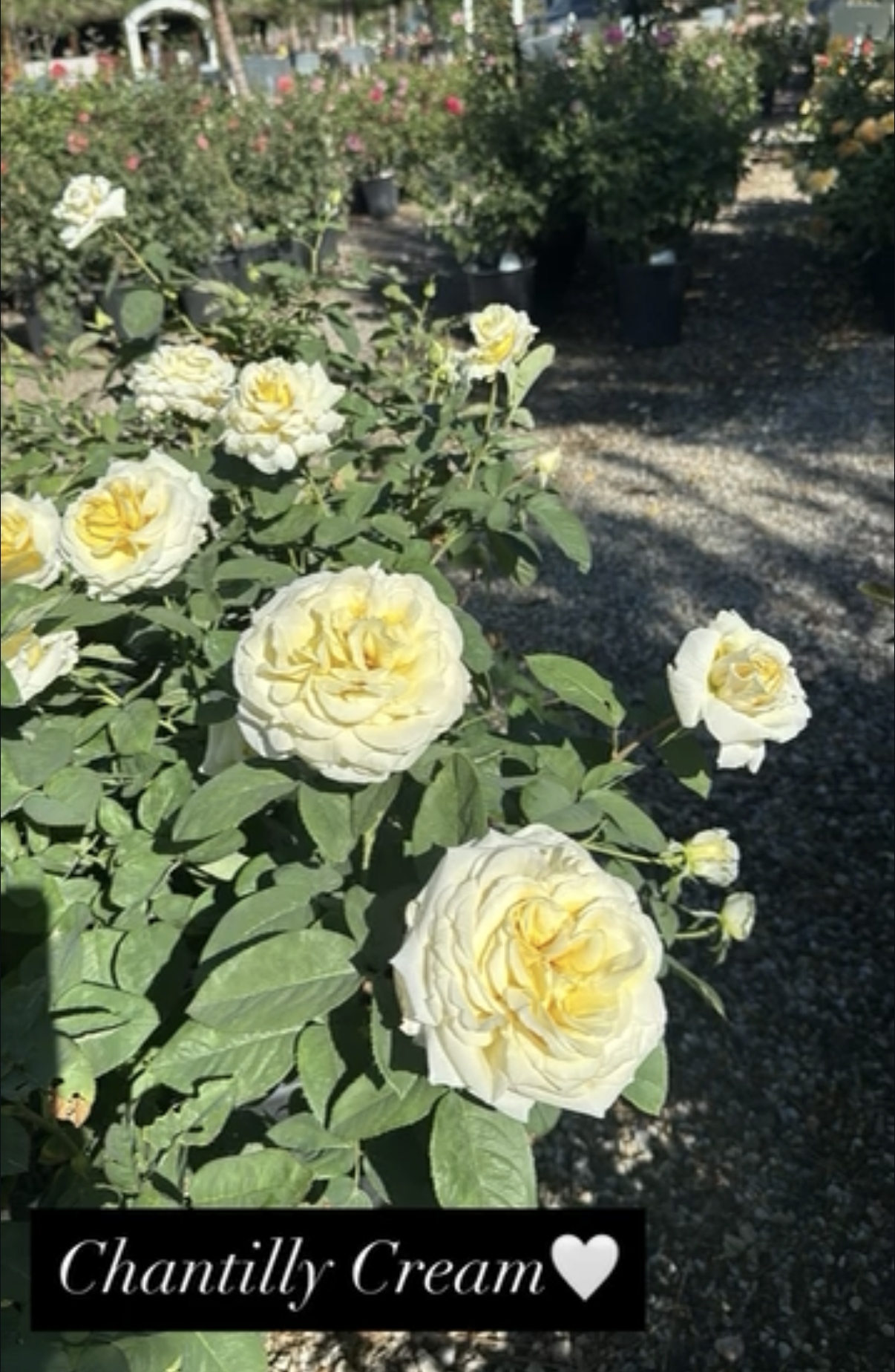 A display of cream-colored roses with the label 'Chantilly Cream' and a heart icon.