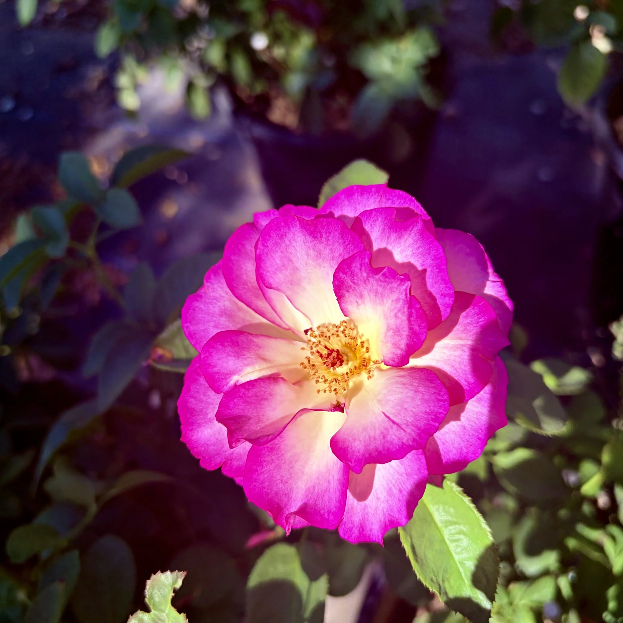 IMG_8126.jpeg