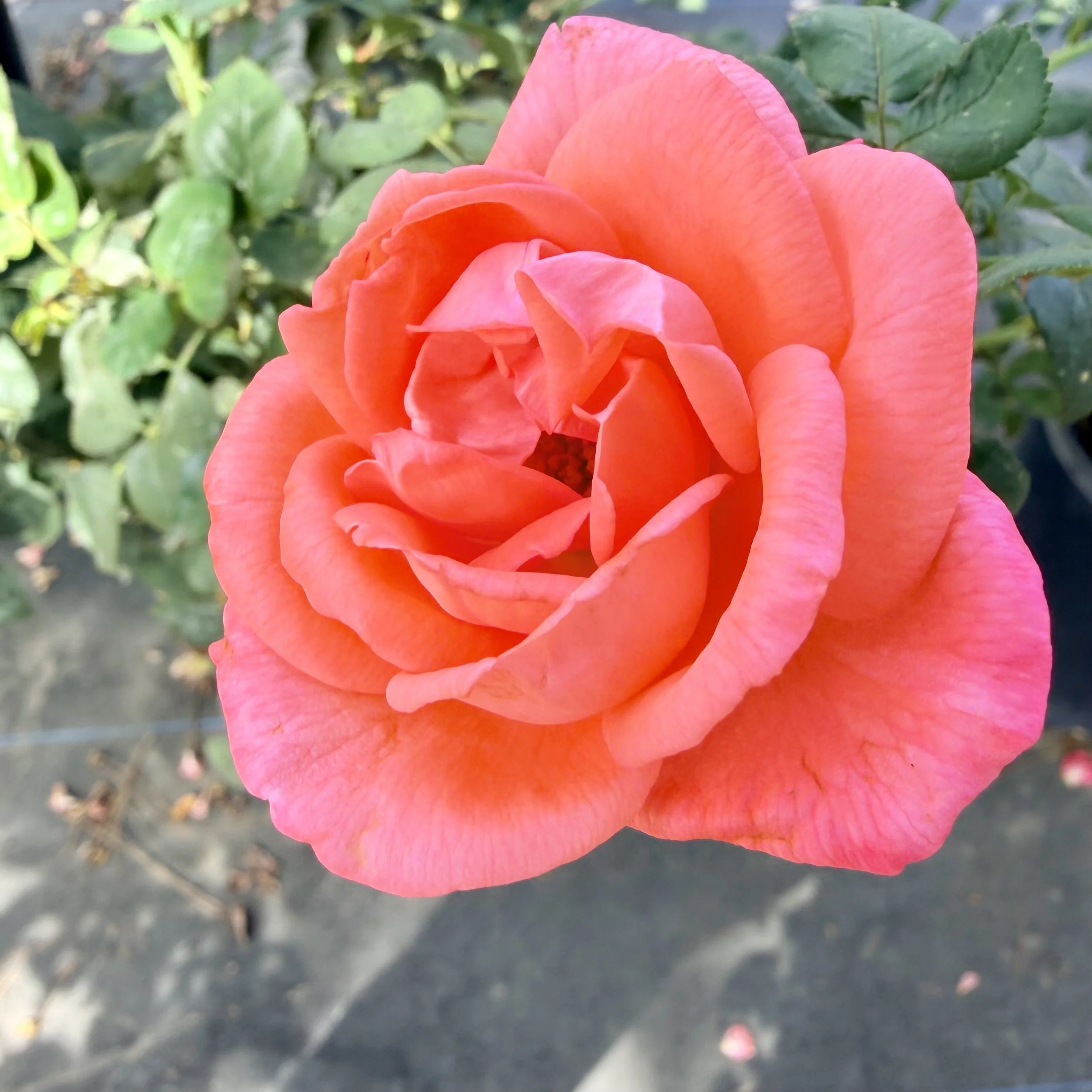 A close-up of a pink rose blooming against a background of green leaves and a dark soil ground.