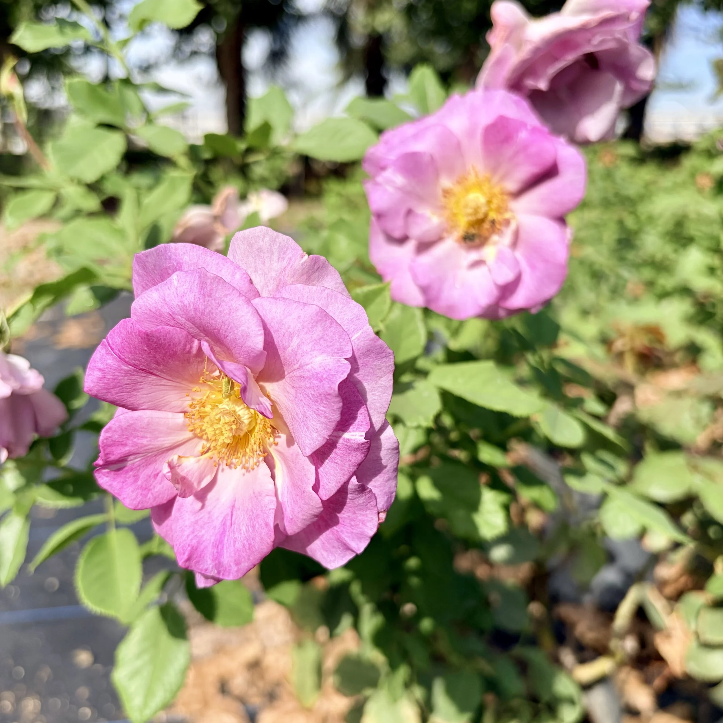 IMG_8577.jpeg
