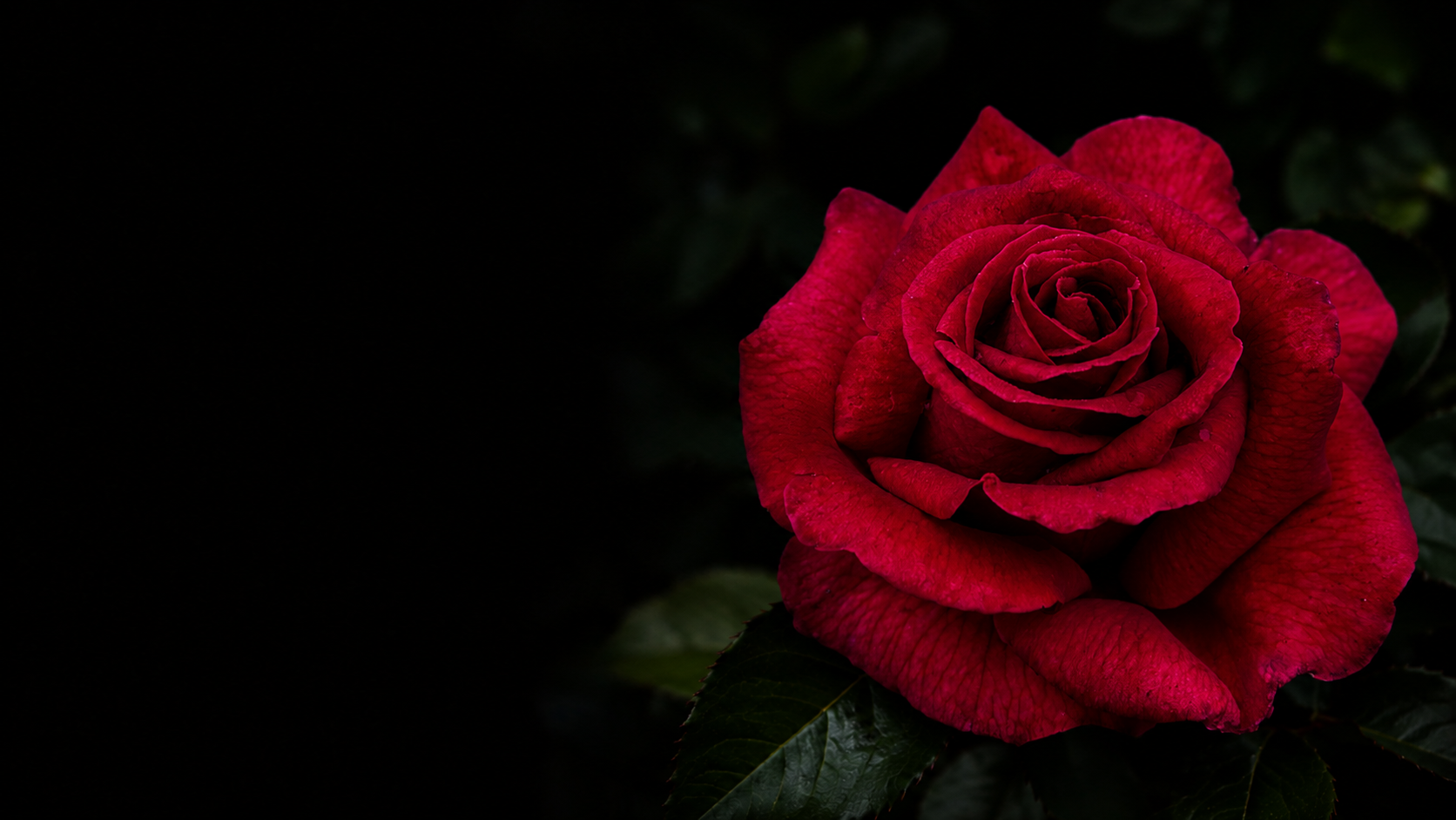 Close-up of a red rose with dark green leaves against a black background.