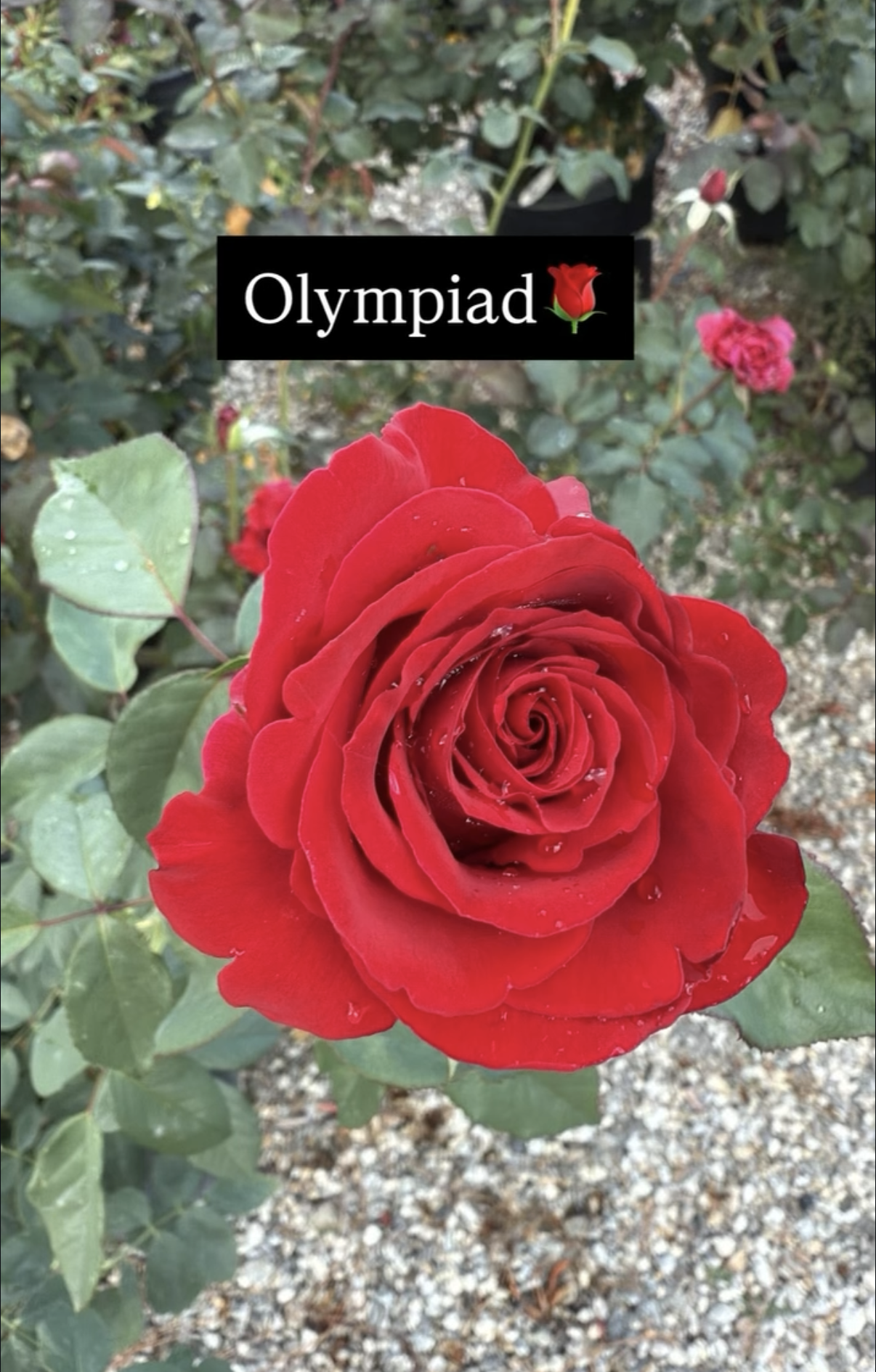Close-up of a vibrant red rose with dewdrops on its petals, surrounded by green leaves and a background of smaller pink roses and gardening soil.