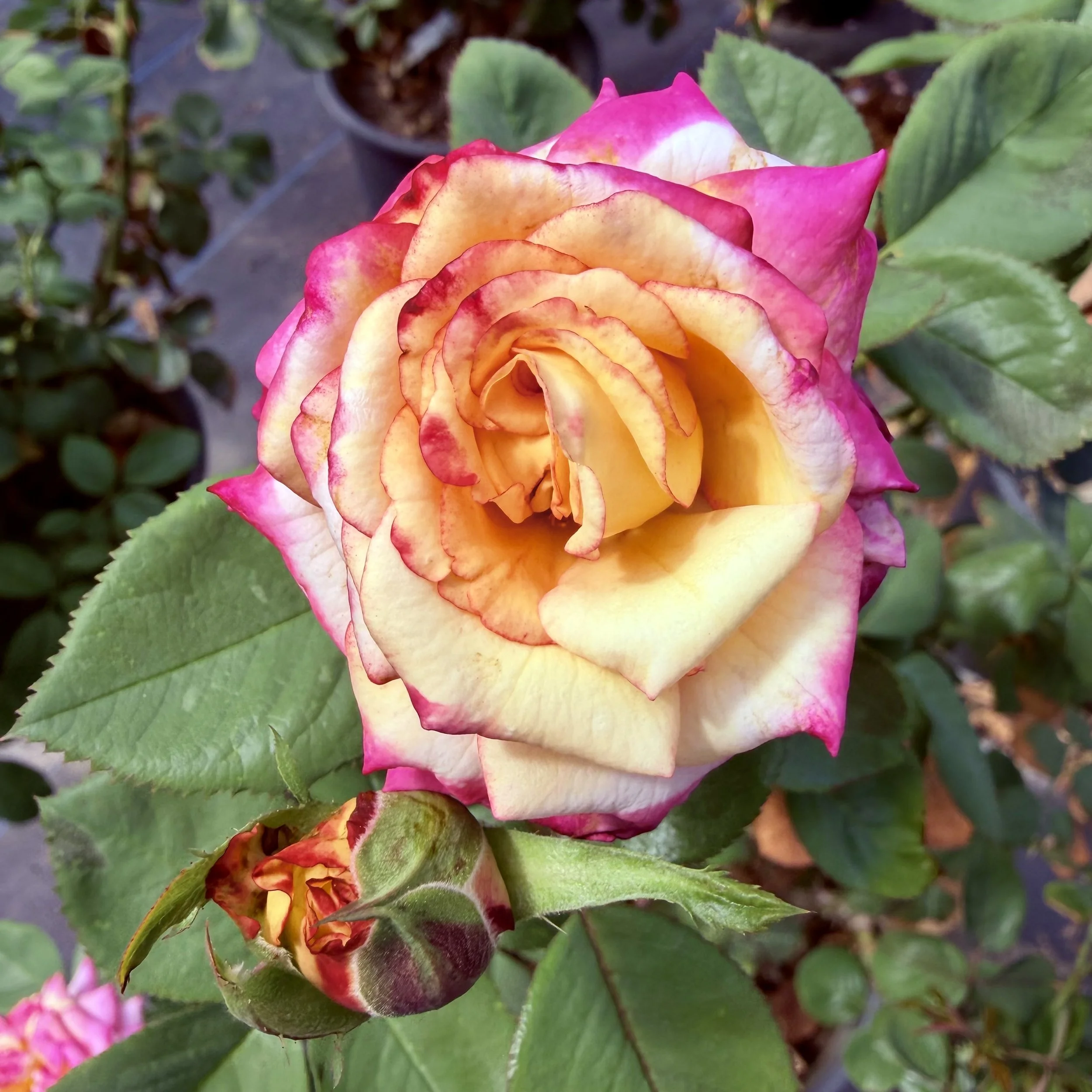 A vibrant rose with a mix of yellow, orange, pink, and red petals surrounded by green leaves.