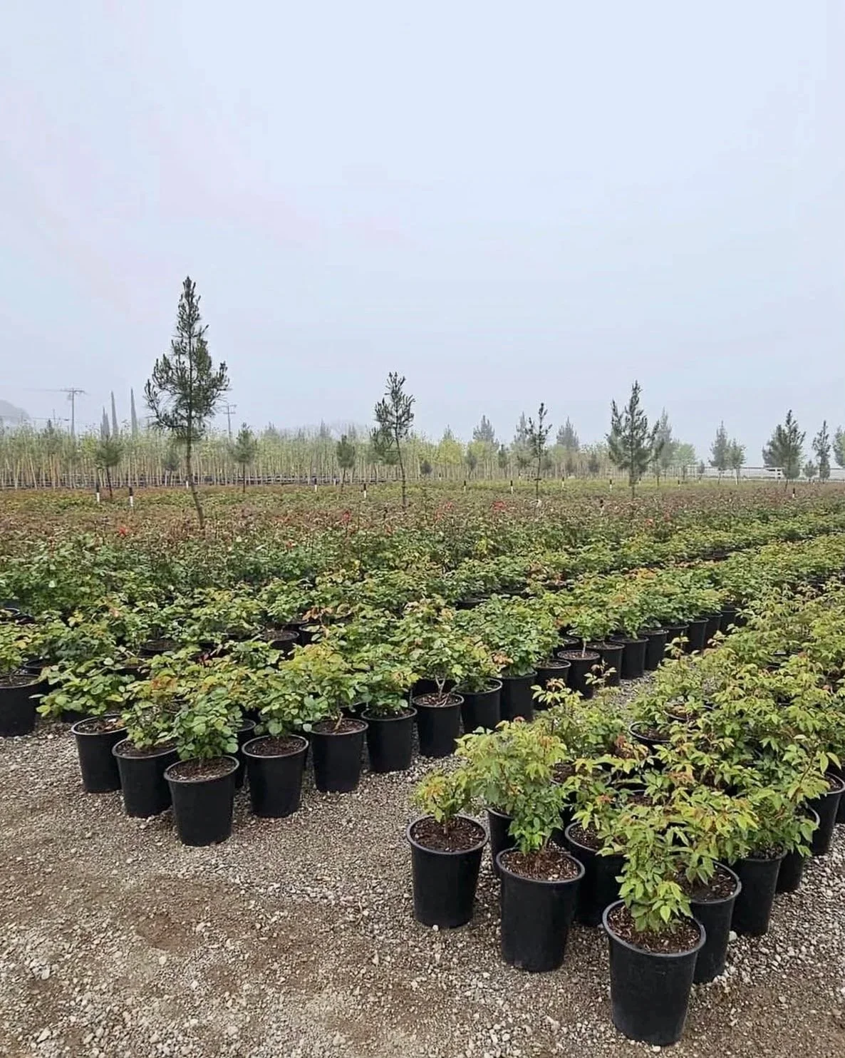 A nursery with rows of potted plants and young trees in the background, under a cloudy sky.