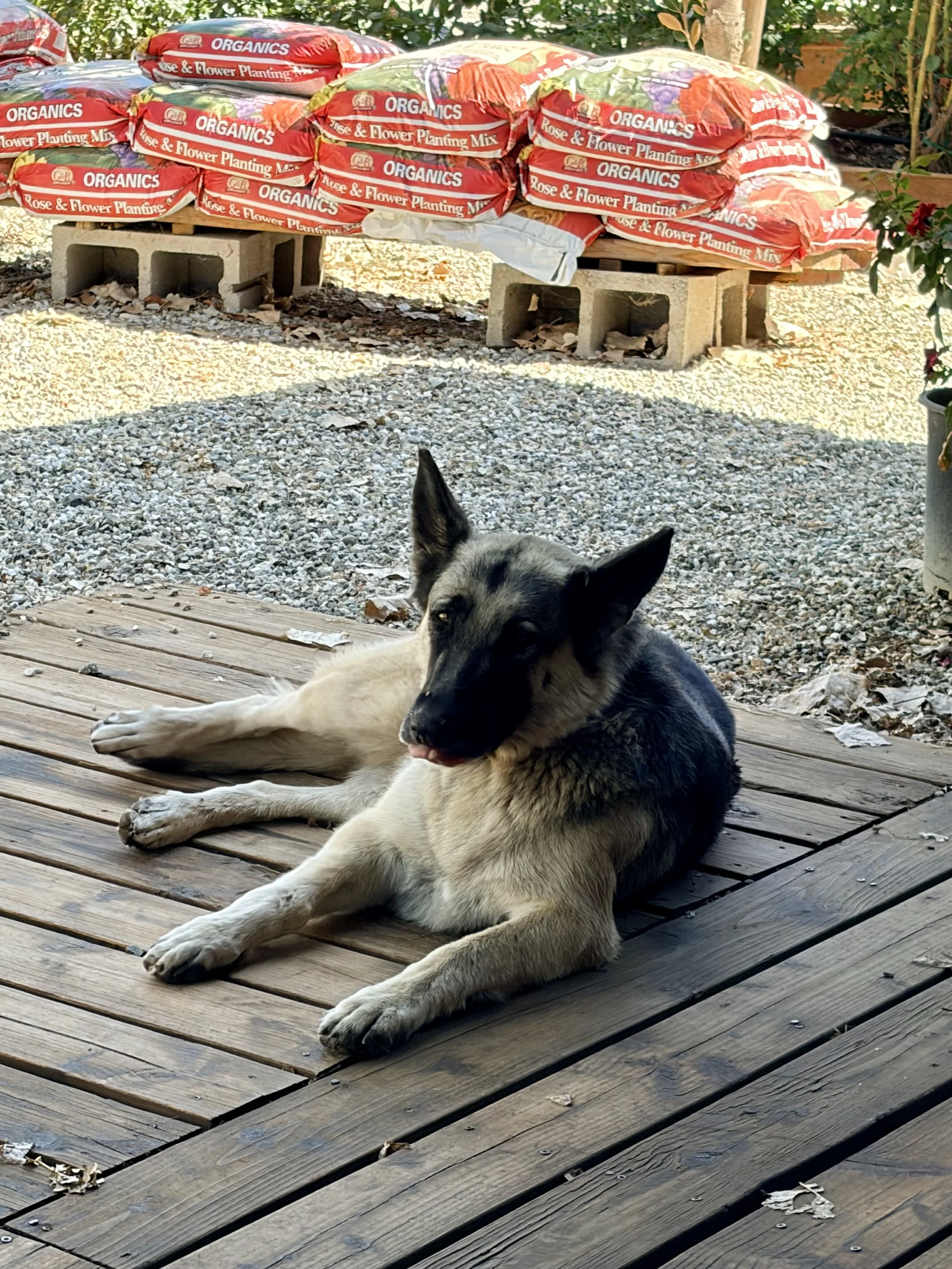 A large dog with black and white fur lying on a wooden deck.