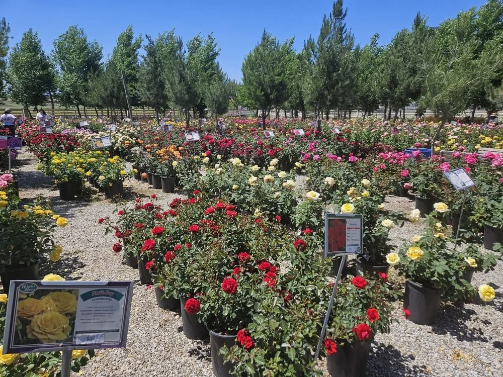 A garden center or nursery filled with potted roses in various colors, including red, yellow, white, pink, and orange, with signs on each plant. Trees line the background under a clear blue sky.