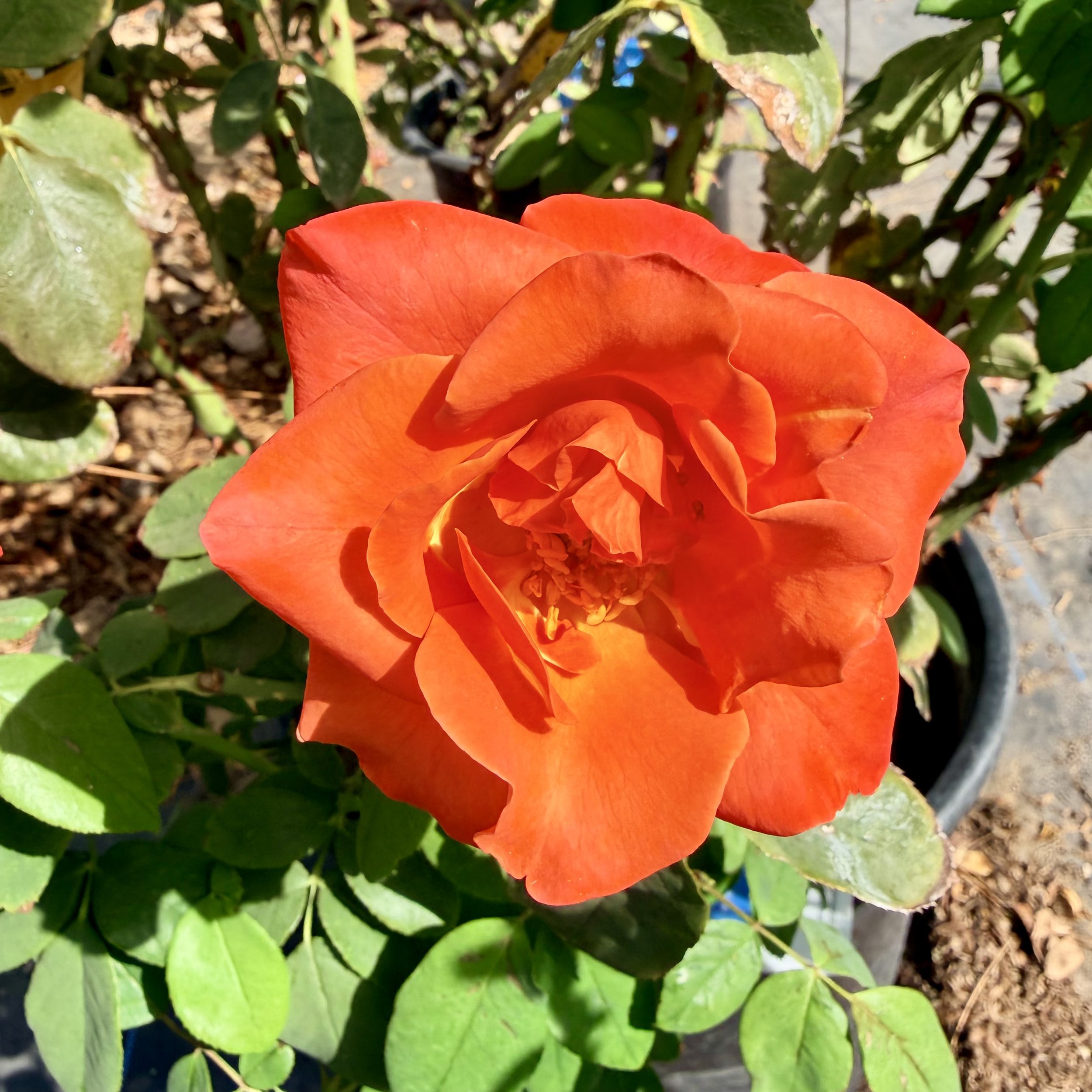 IMG_8561.jpeg