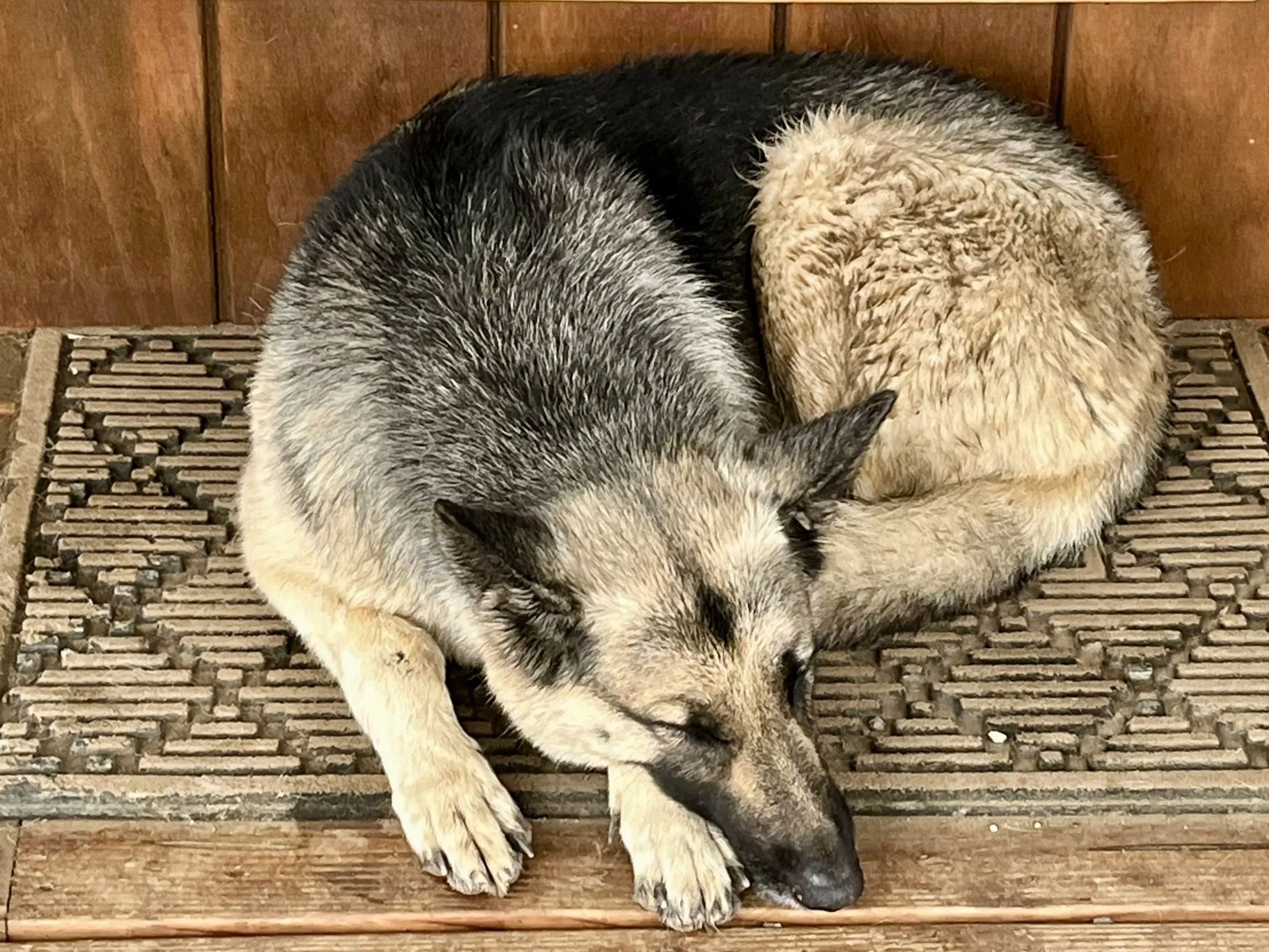 A German Shepherd dog lying down on a wooden floor against a wooden wall.