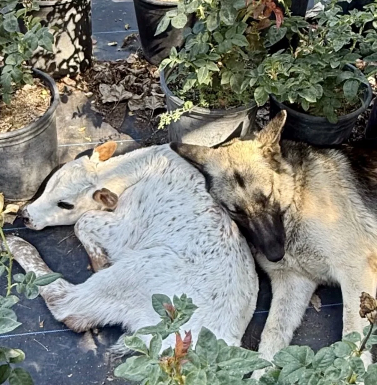 A white dog and a gray wolf snuggling together on the ground surrounded by potted plants.