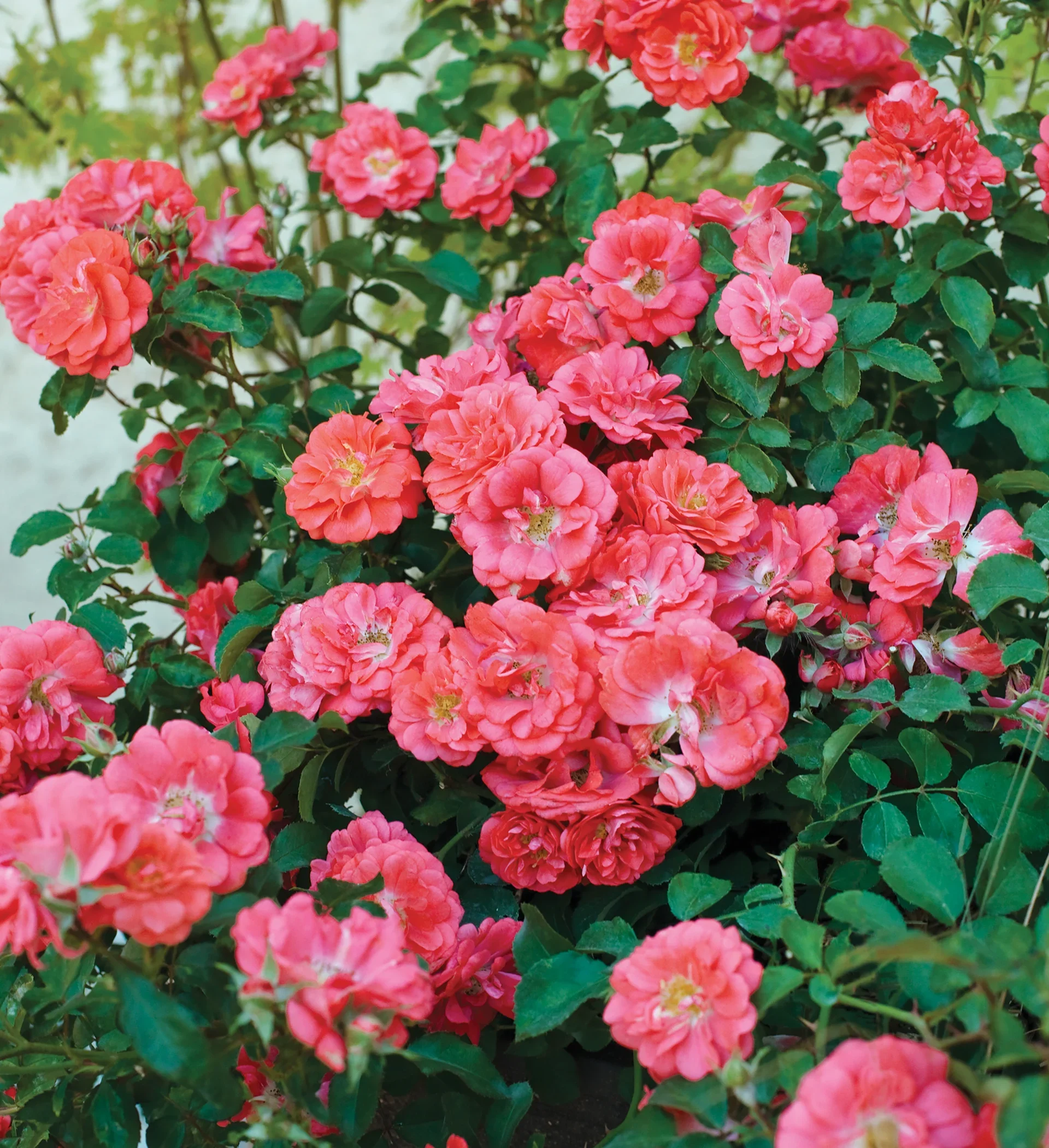 Coral Drift®