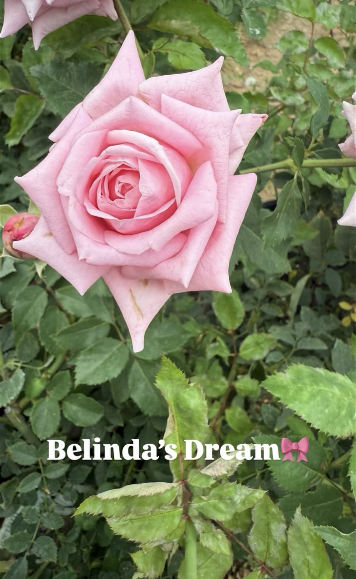 A pink rose in bloom surrounded by green leaves with the text "Belinda's Dream" and a pink bow emoji.