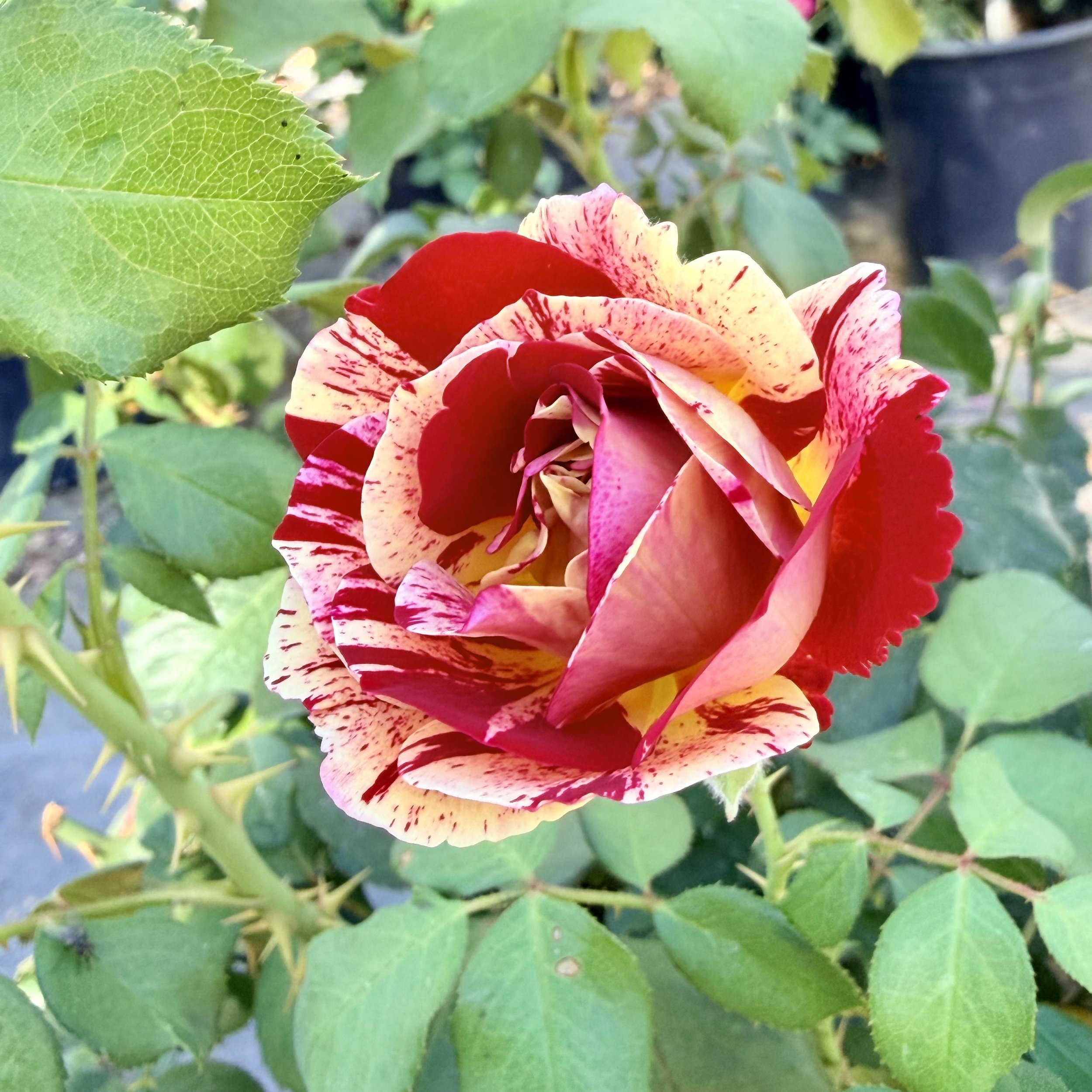 Close-up of a multicolored rose with red, yellow, and pink speckled petals among green leaves.