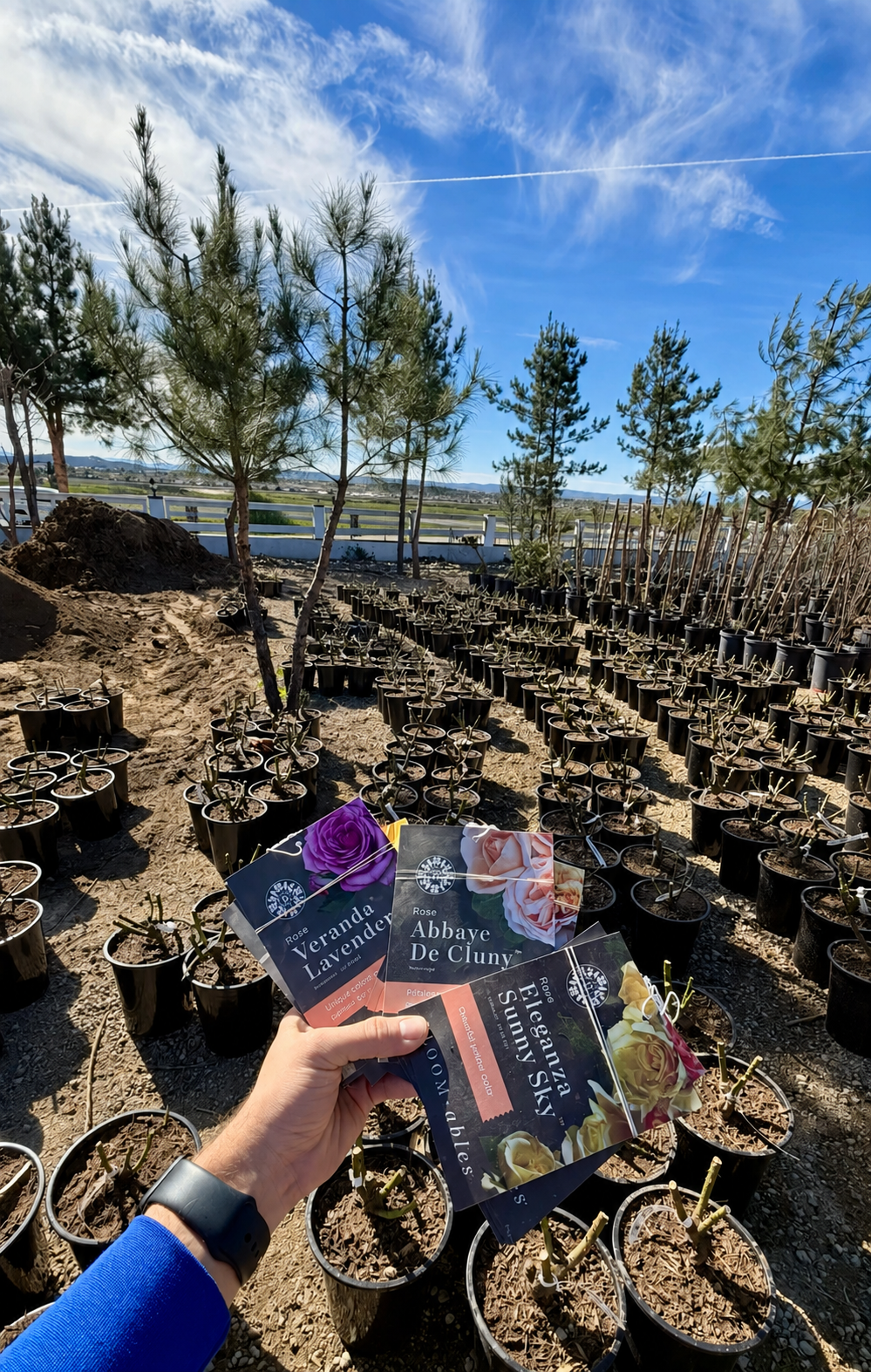 Person holding gardening tags in front of potted young trees outdoors on a clear, sunny day with blue sky and wispy clouds. The tags display flower names like lavender, rose, and sunflower.