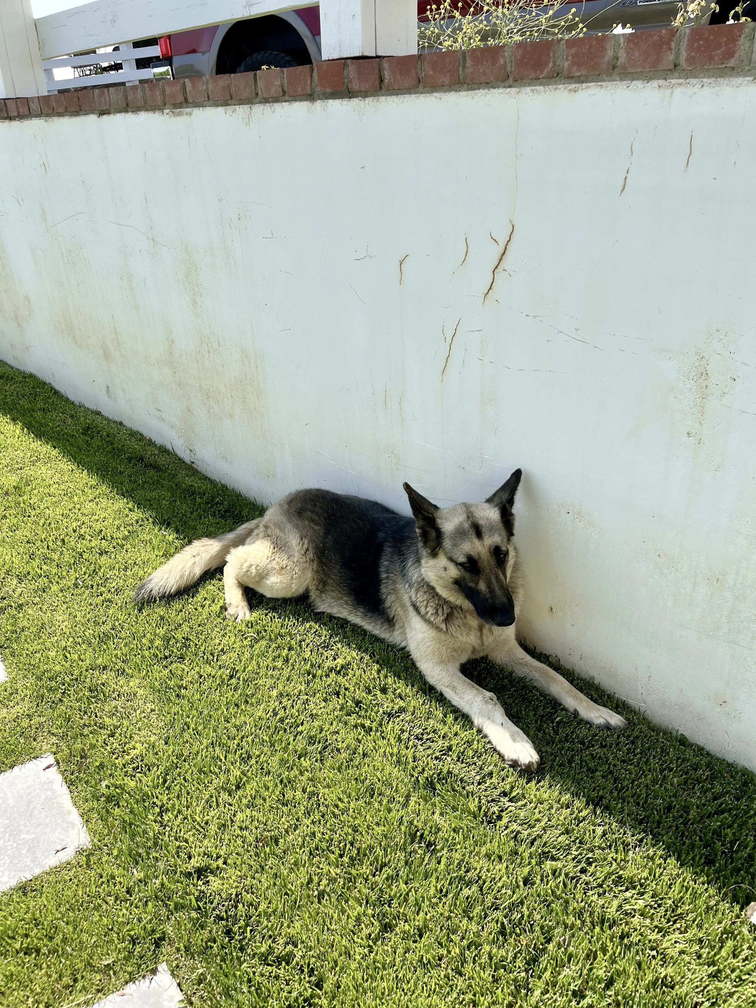 A large dog lying on a lush green lawn, resting against a white concrete wall with visible cracks, outdoors on a sunny day.