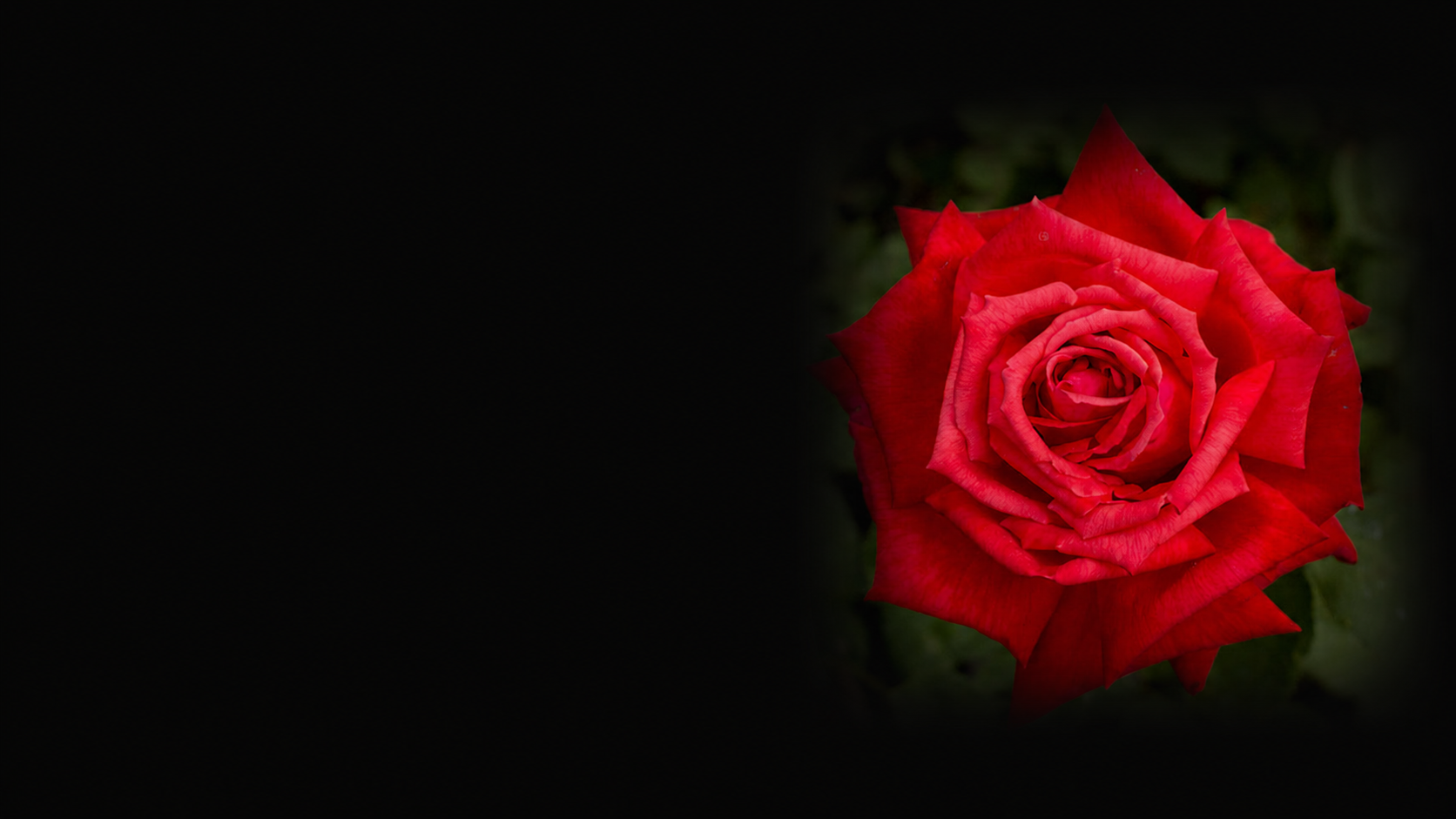 Close-up of a single red rose against a dark background.