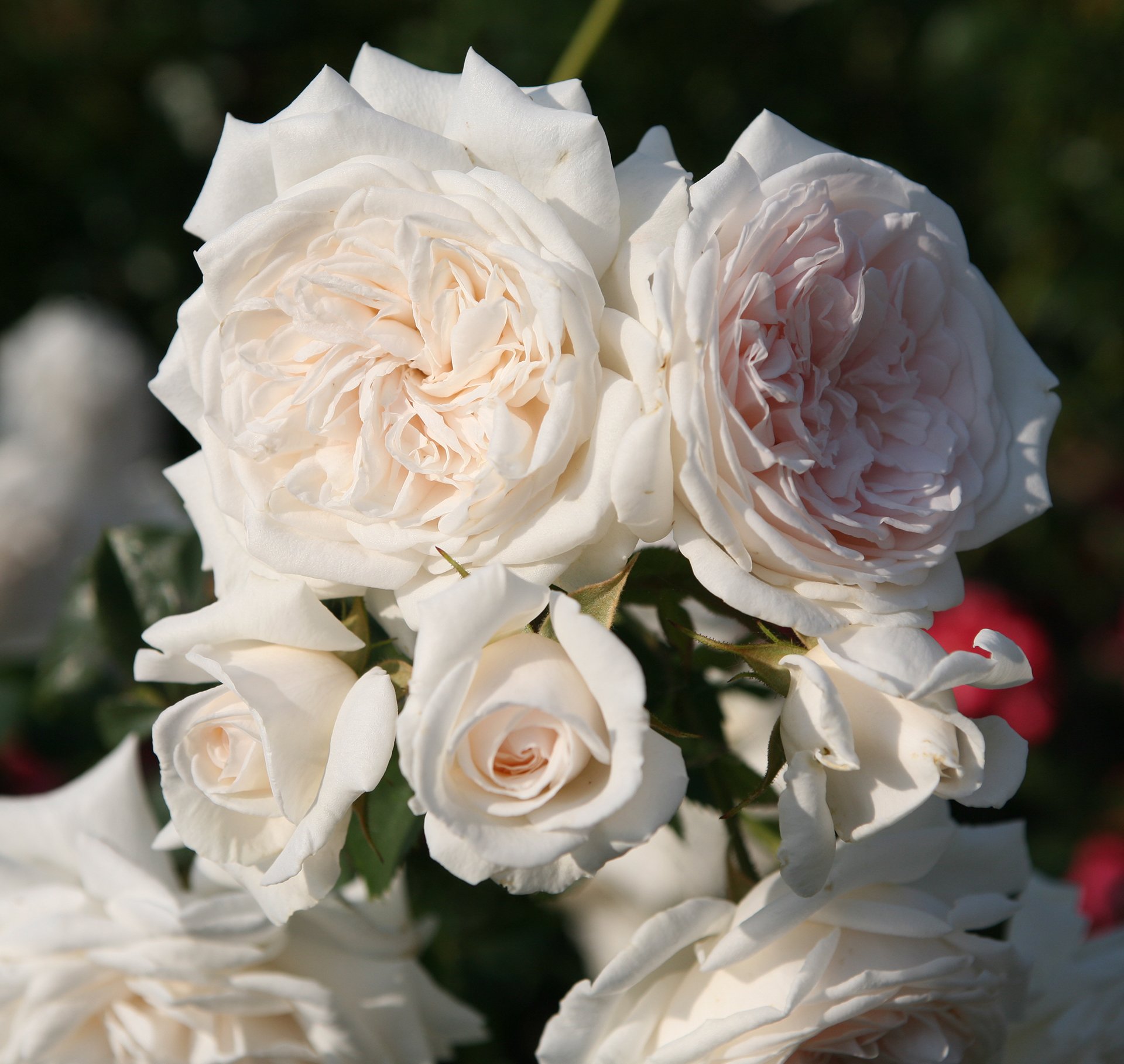 Close-up of a cluster of white roses with layered petals against a dark green blurred background.