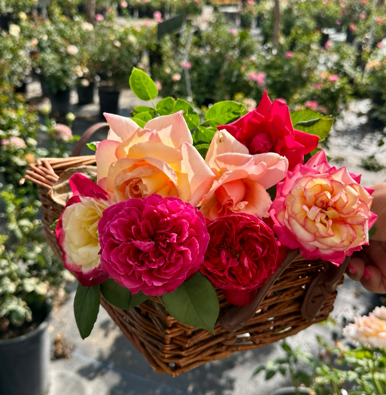 A basket filled with various colorful roses being held outdoors at a garden center.