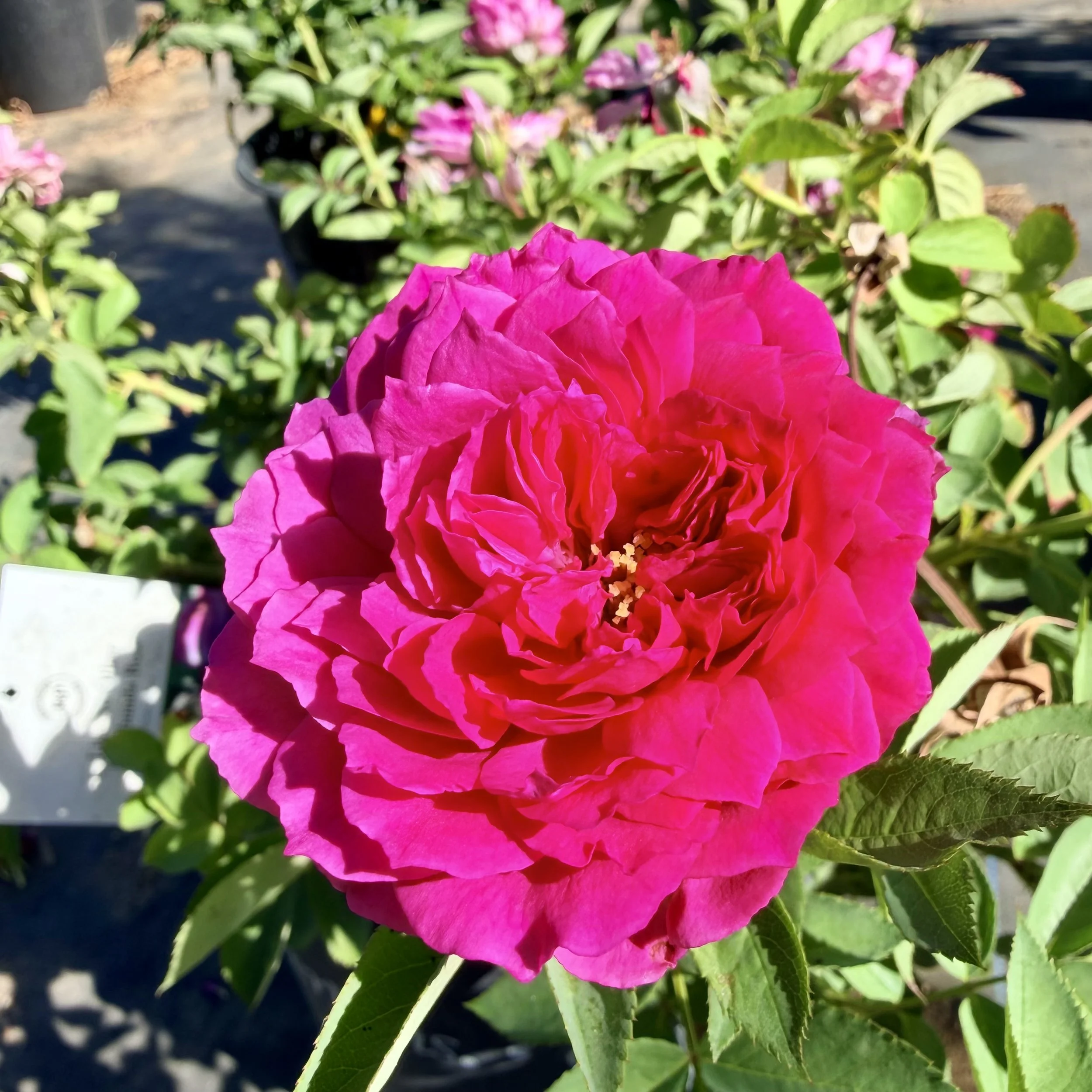 Close-up of a vibrant pink flower with multiple ruffled petals, surrounded by green leaves, in direct sunlight.
