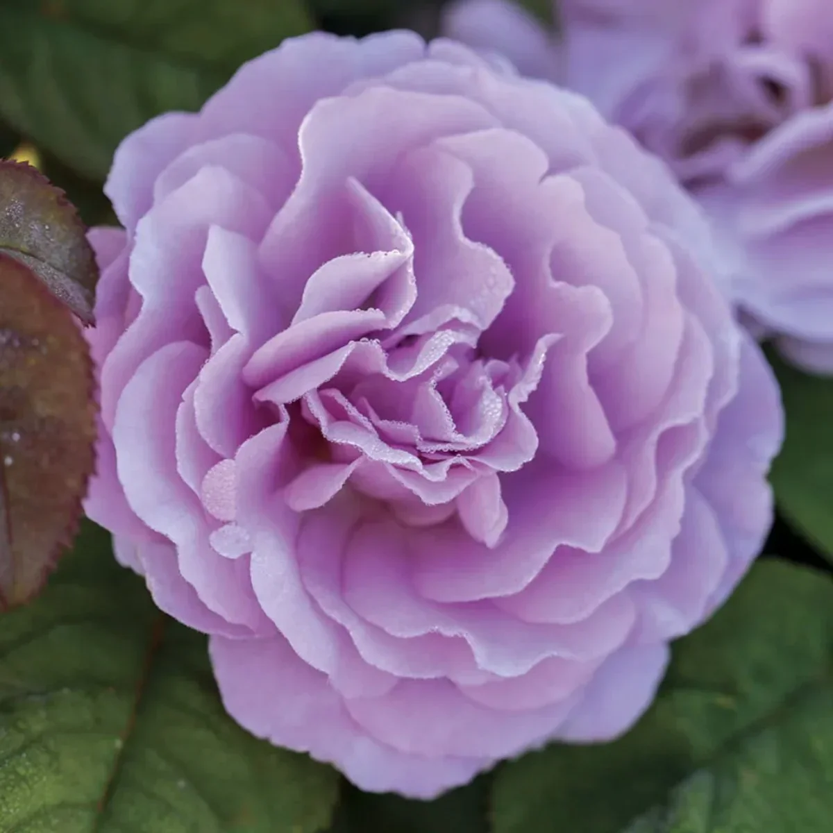 Blushing Lavender