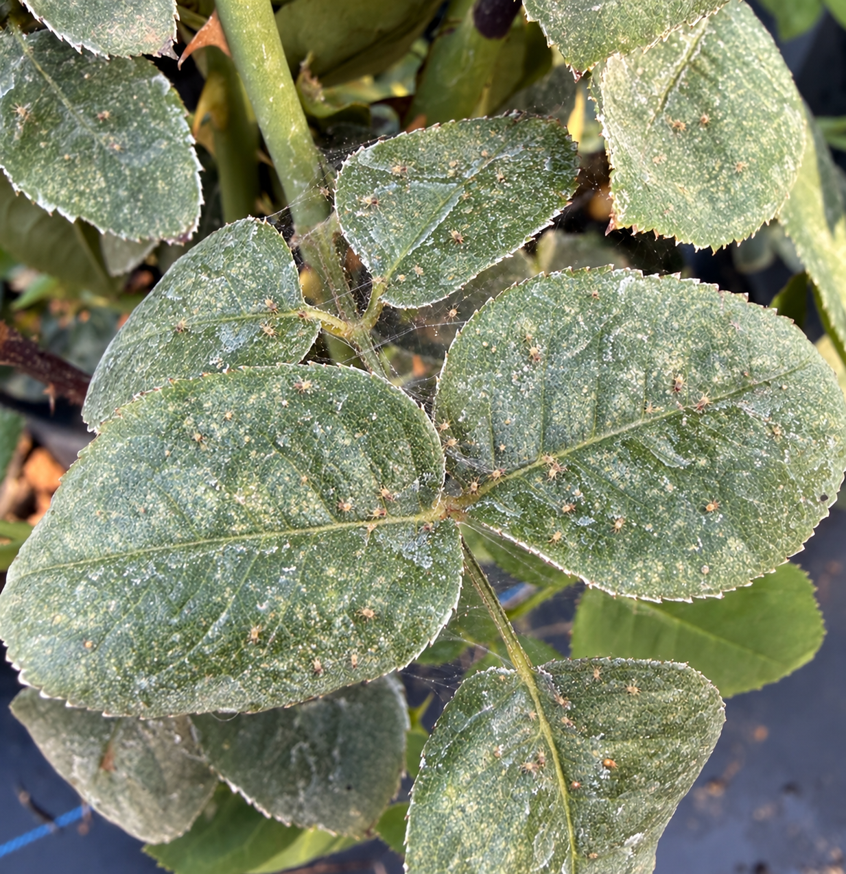 Close-up of green leaves covered in small pests and webbing.