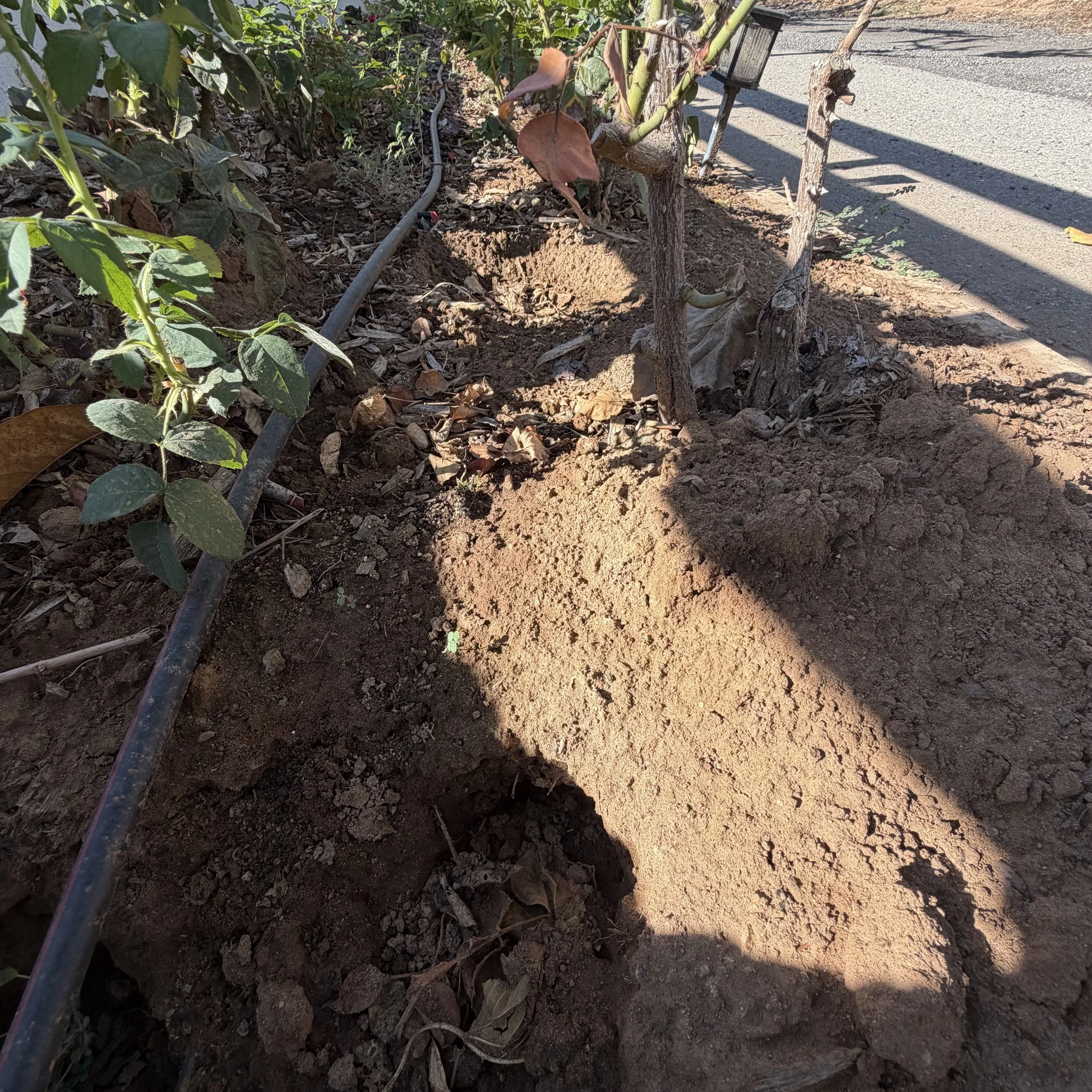 A garden bed with soil and a drip irrigation line running through it, surrounded by green plants and some dry leaves, with a sidewalk visible on the right side of the image.