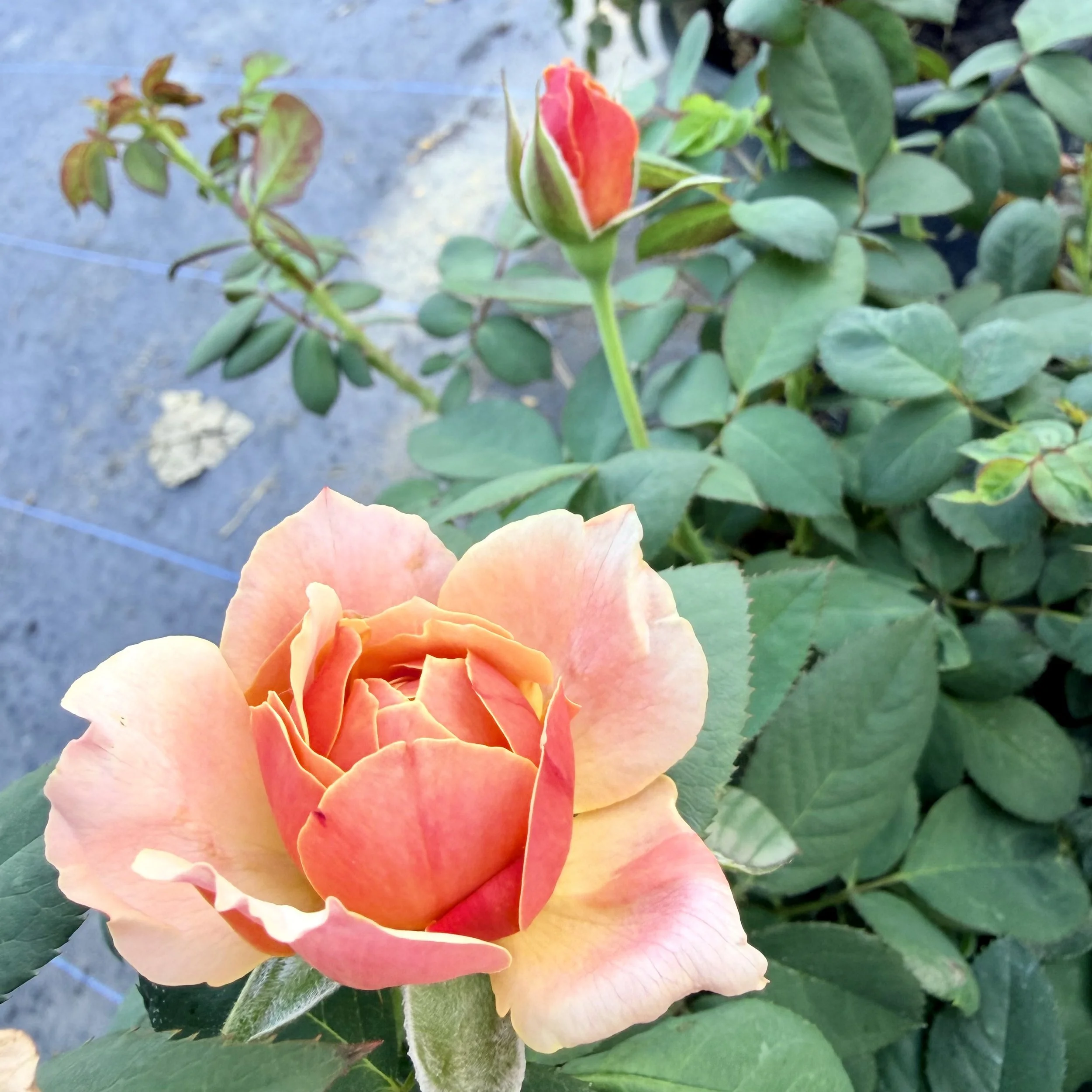 A close-up of a pink and orange rosebud beginning to bloom surrounded by green leaves.