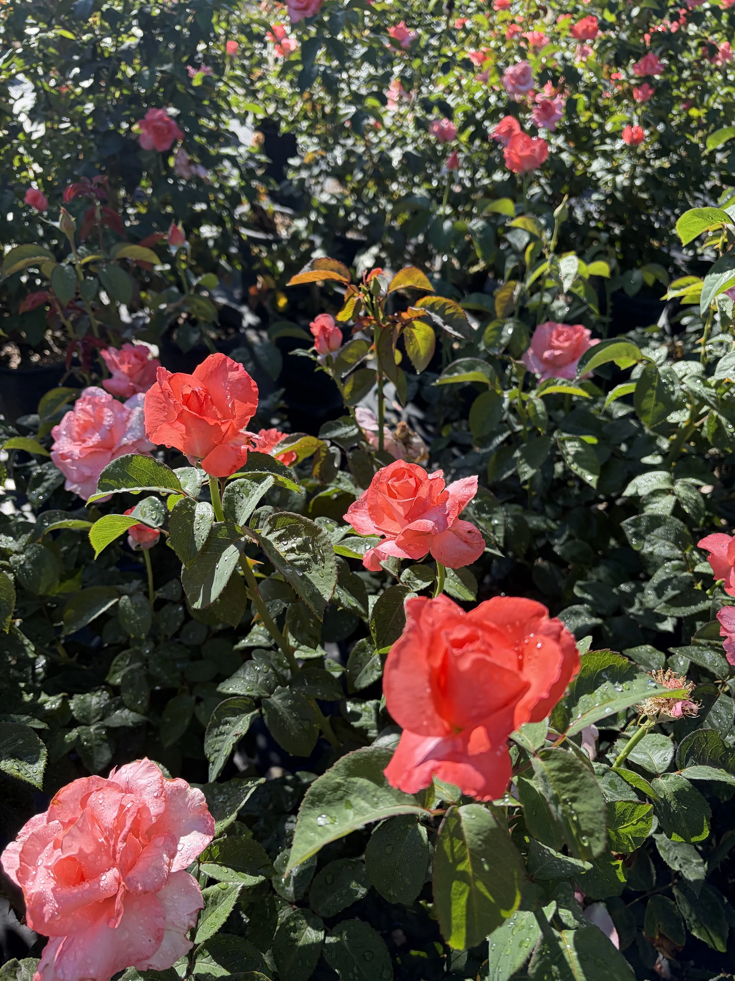 Pink and red camellia flowers with water droplets on dark green leaves.
