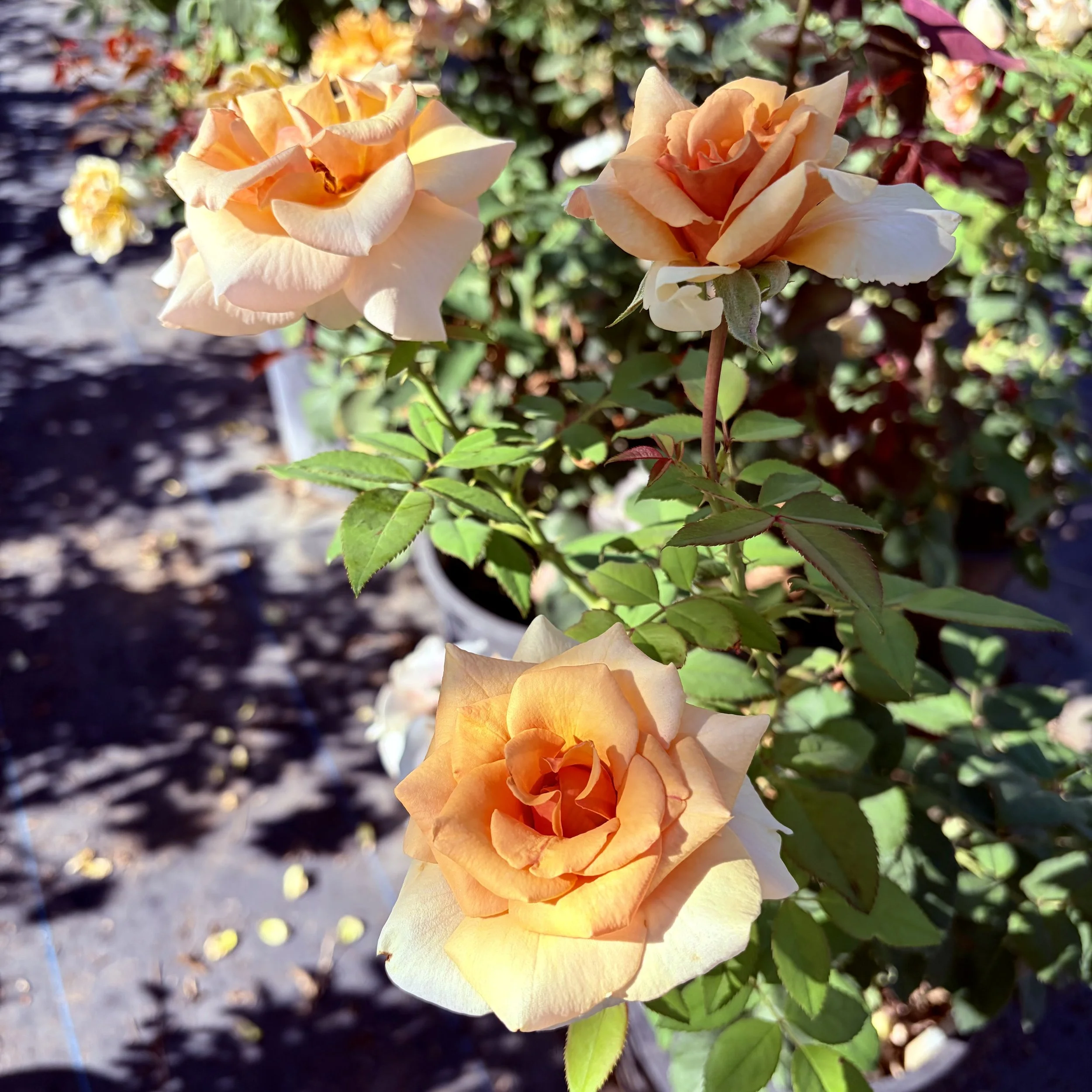 IMG_8375.jpeg