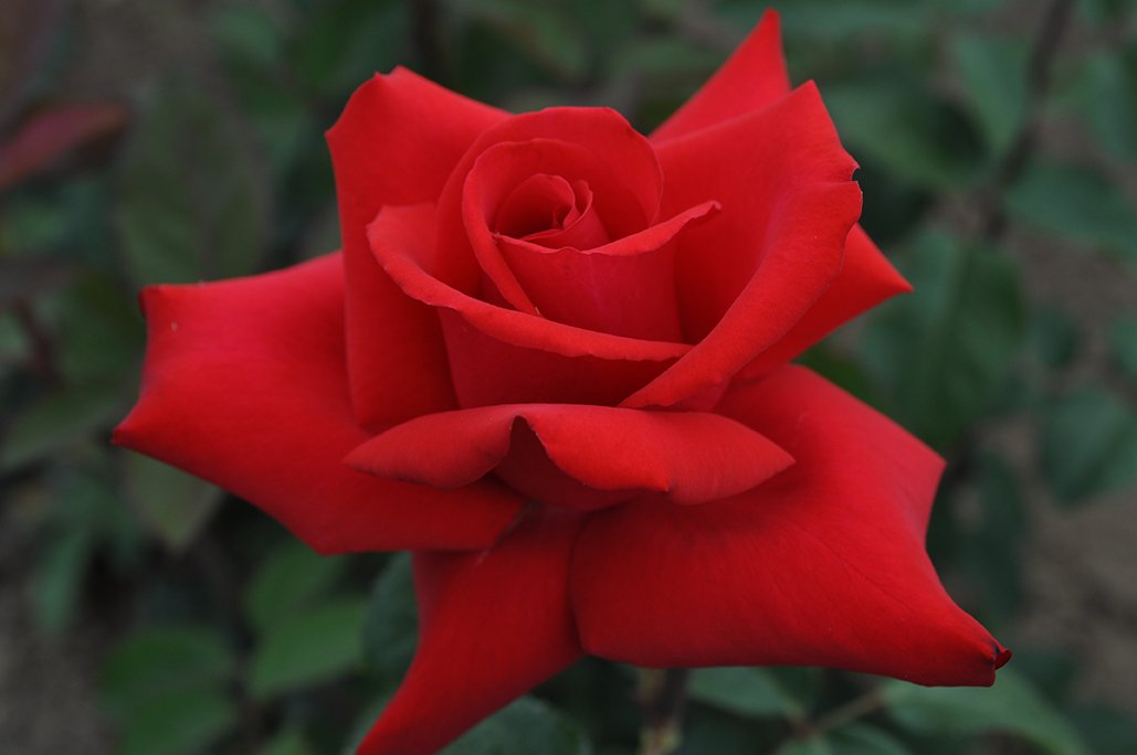 Eleganza® Grande Amore™