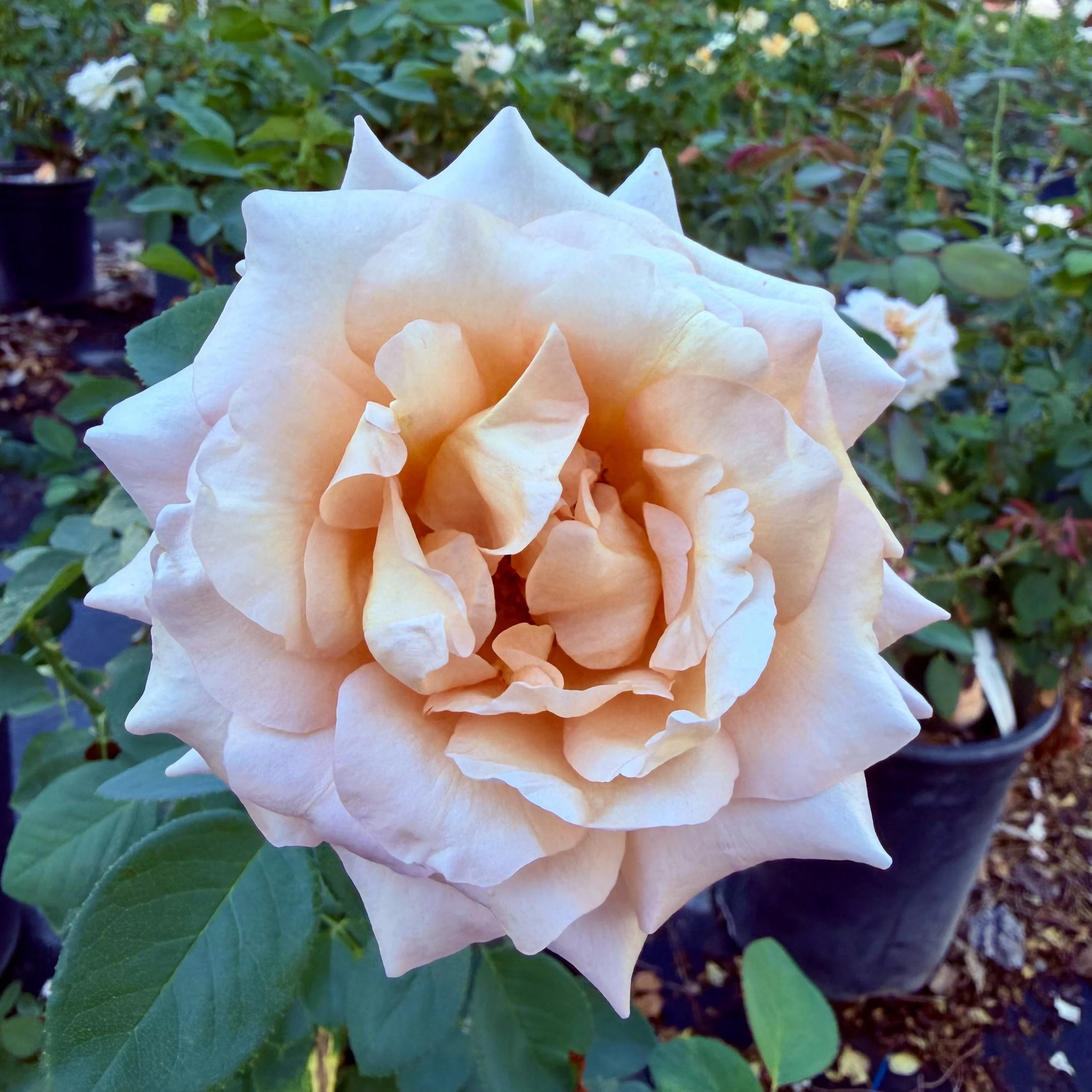 A close-up of a large, light peach-colored rose in full bloom with green leaves and other plants in the background.