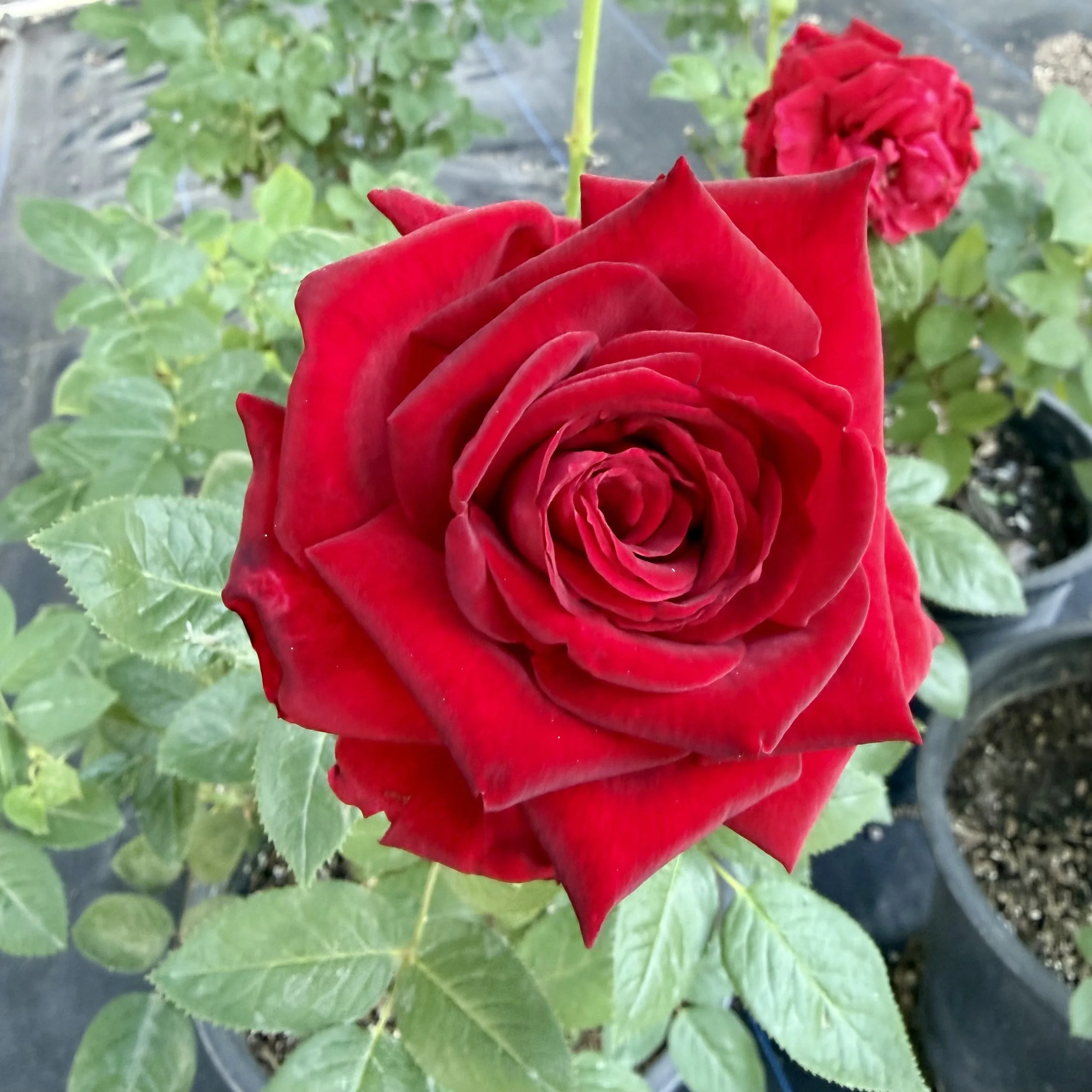 Close-up of a vibrant red rose in bloom with green leaves in the background.
