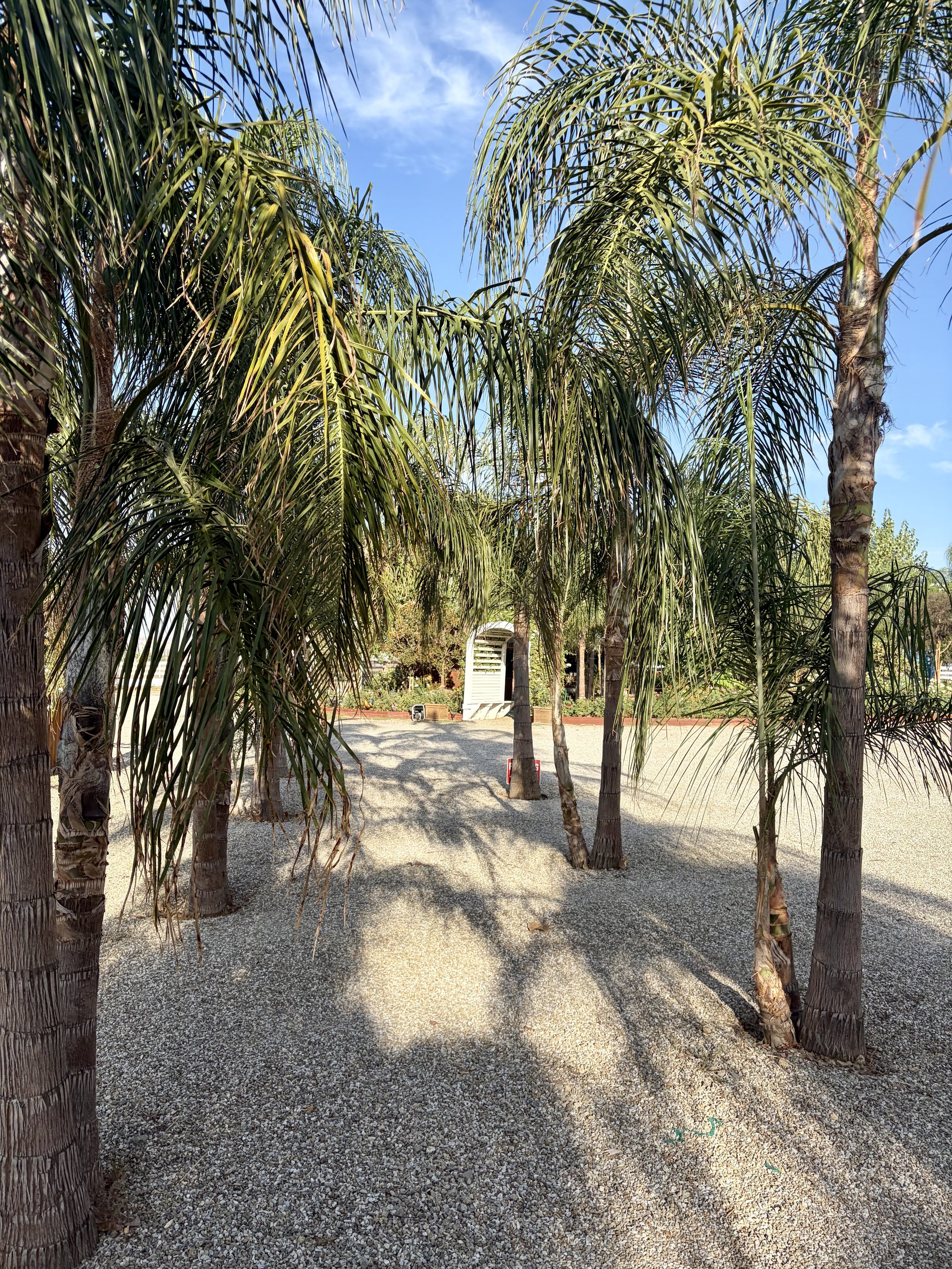 A cluster of tall palm trees with long, slender green fronds over a gravel pathway under a bright blue sky with a few wispy clouds. In the distance, there are some small structures and garden beds.
