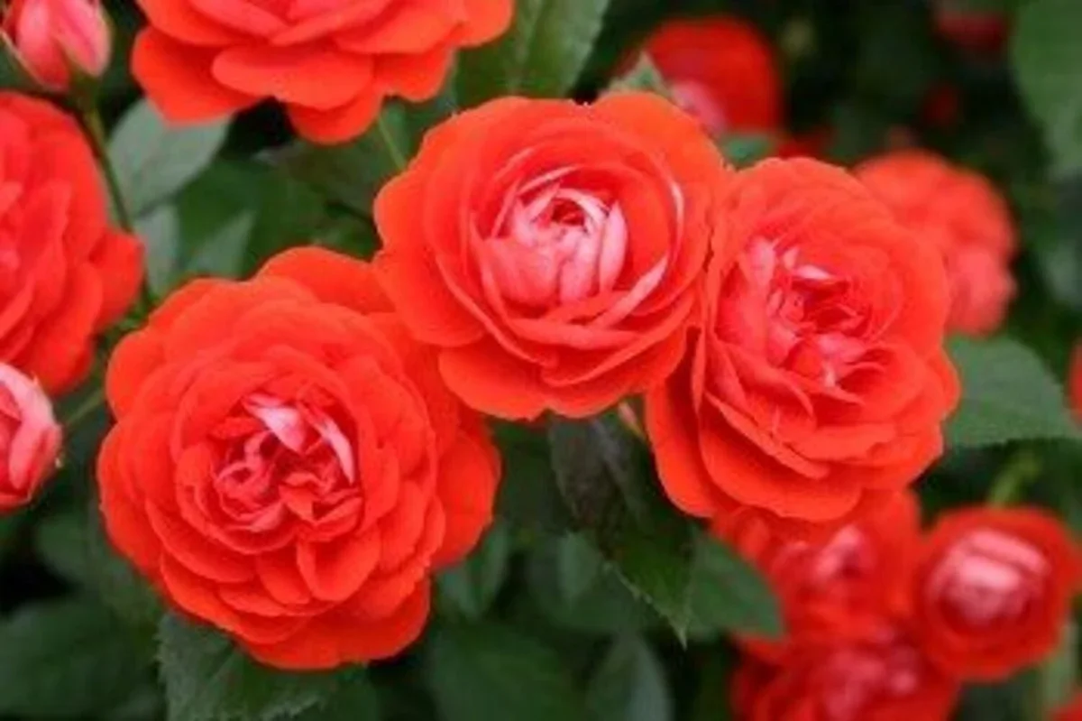Brilliant Veranda®