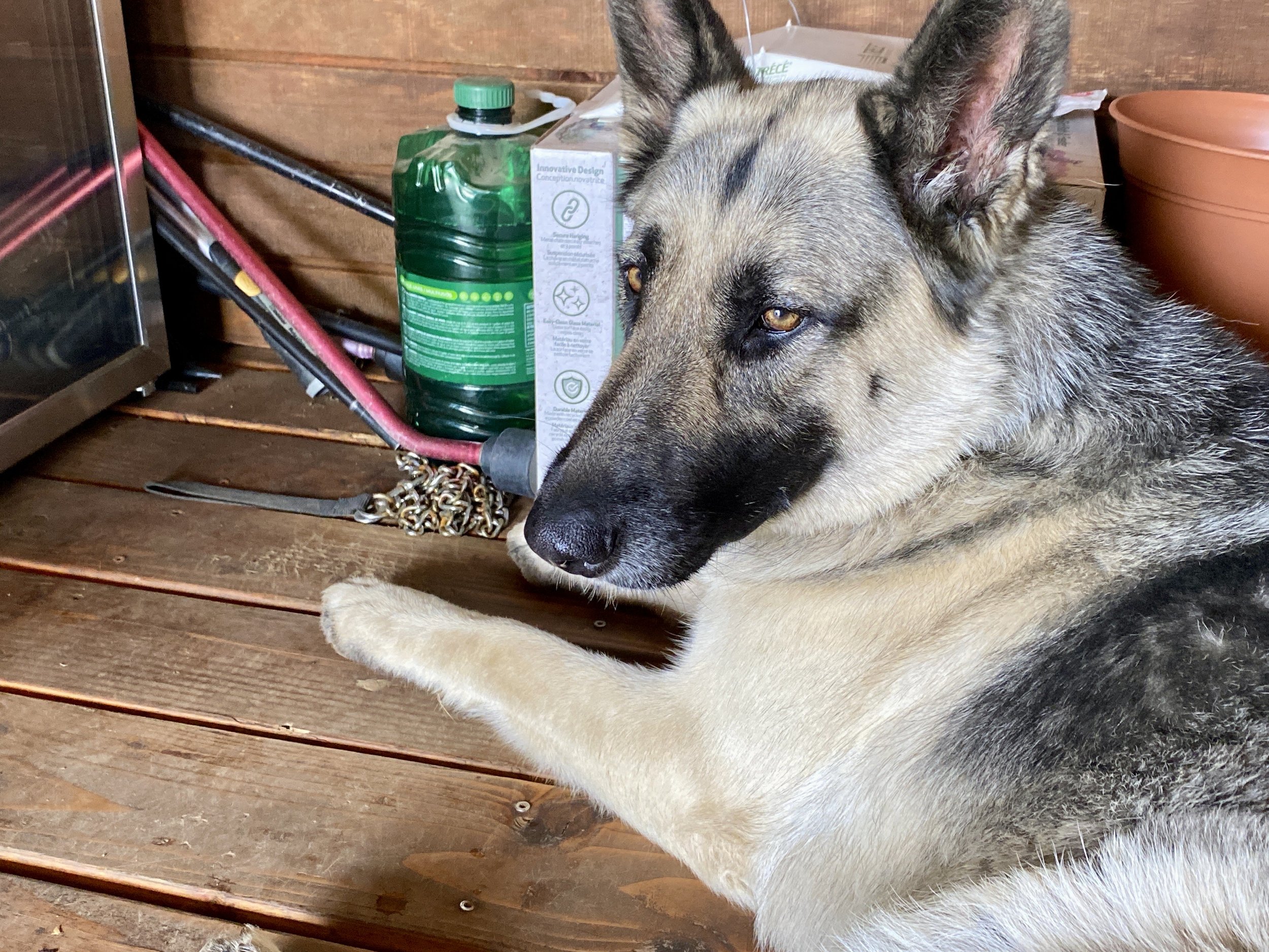 A dog lying on wooden floorboards next to a green water bottle, a white box, and a terracotta flowerpot indoors.
