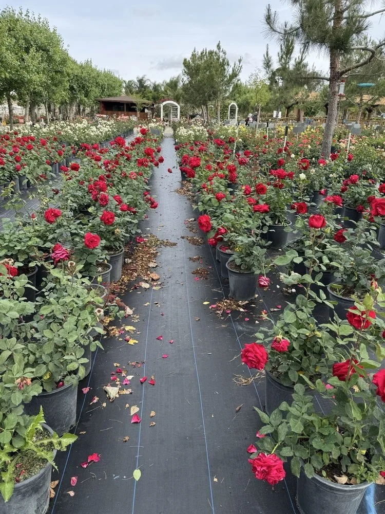 Rows of potted red and white roses in a garden center or nursery with a pathway in the middle and trees in the background.