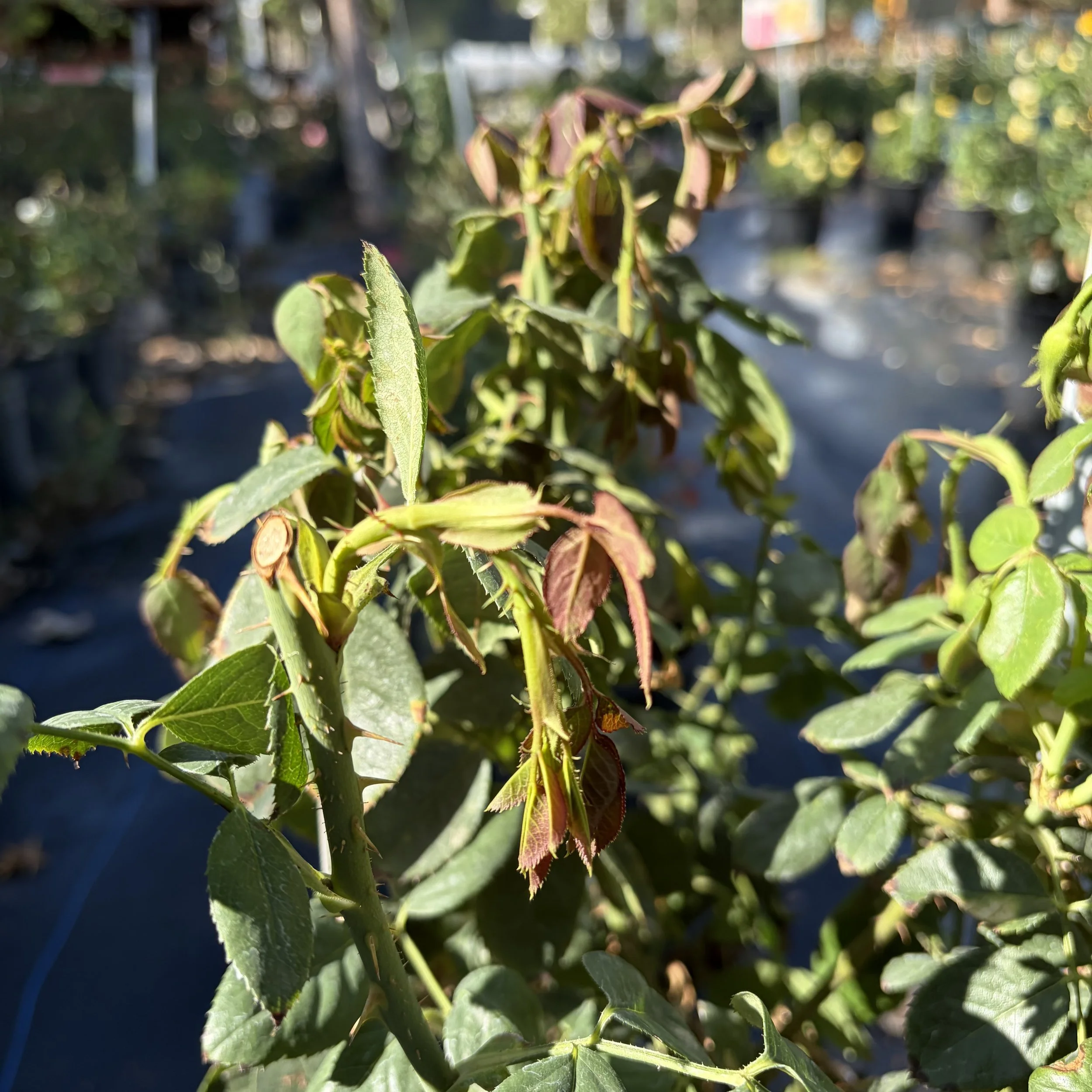 Close-up of a plant with green and reddish leaves, sunlight highlighting parts of the foliage, blurred background of a nursery or garden.