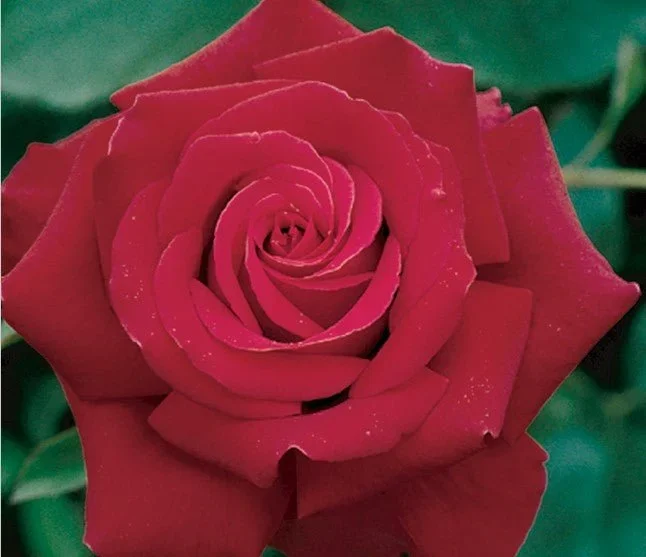 A close-up image of a red rose with green leaves in the background.