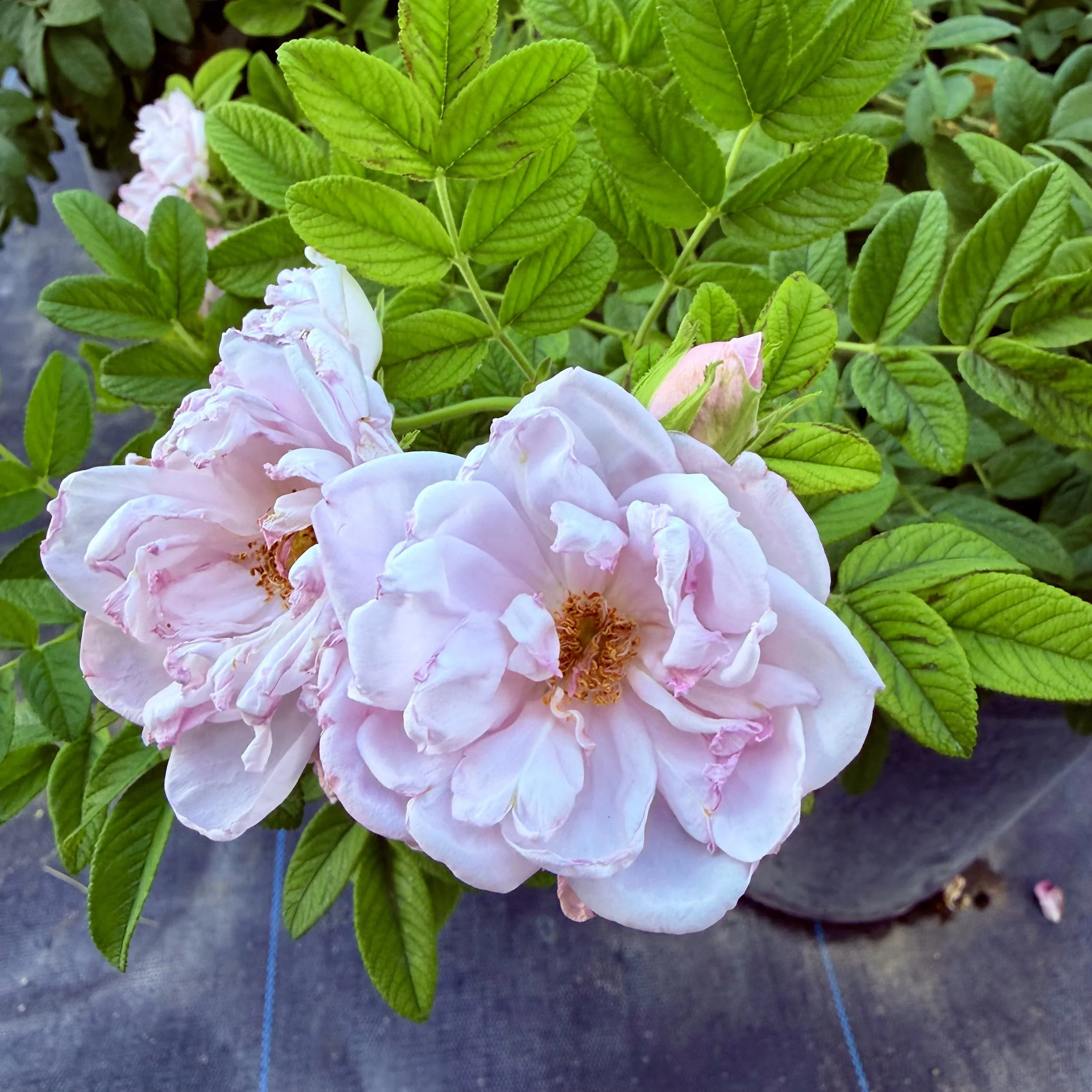 Close-up of pink and white flowers surrounded by green leaves.