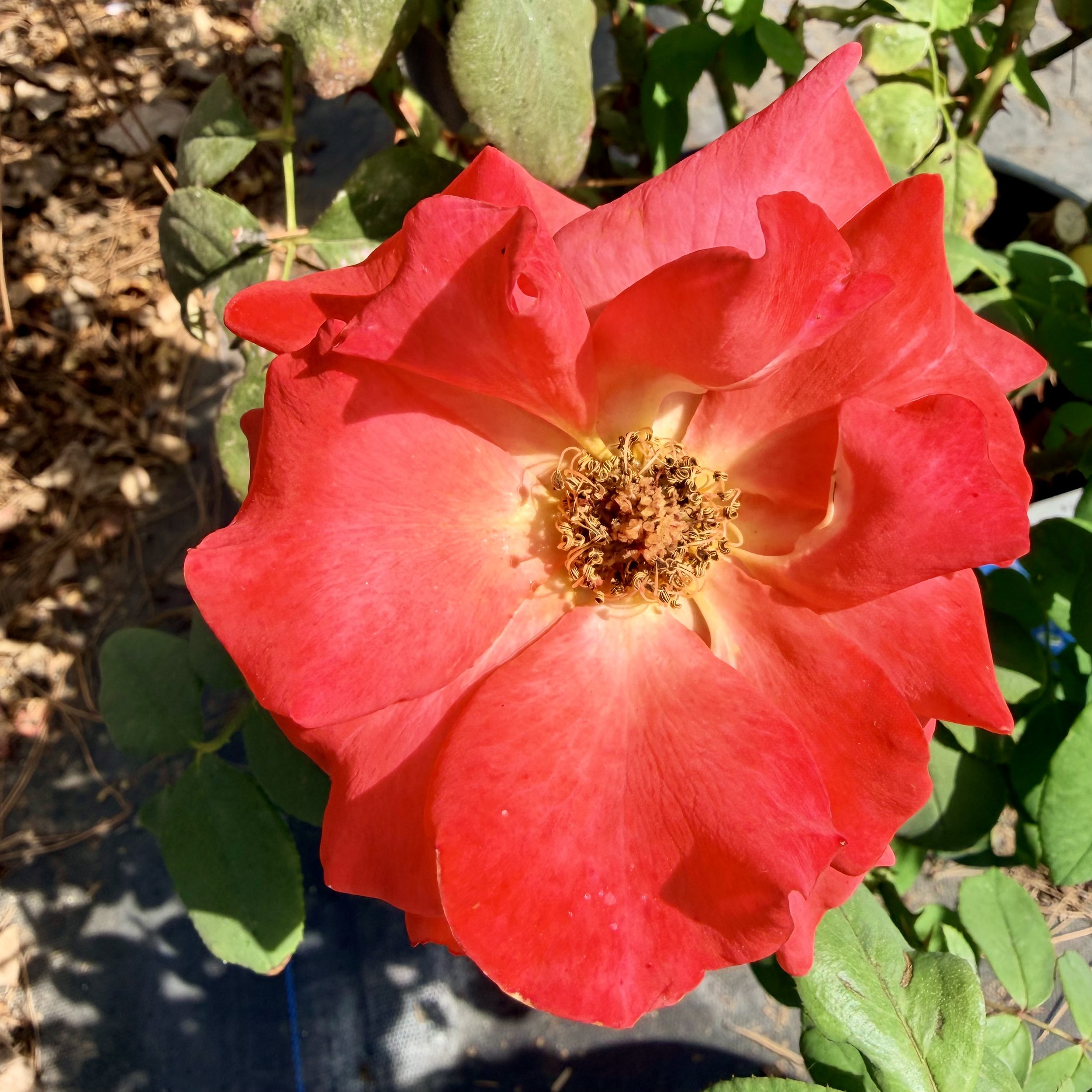 Close-up of a red rose flower with green leaves and stem, sunlight illuminating the petals and background soil.